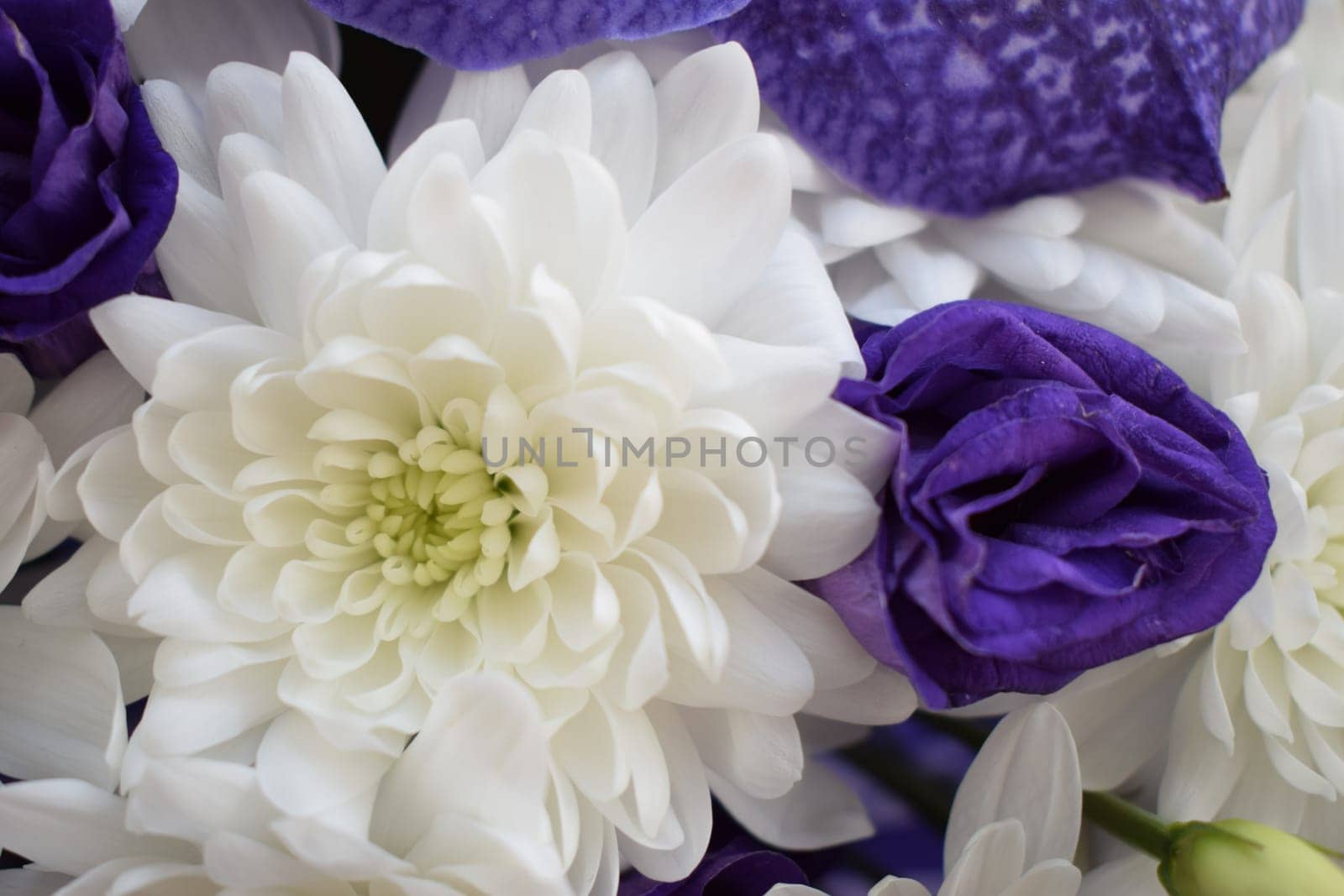 White chrysanthemums and roses petals macro soft focus close up. Dreamy mood, morning light wedding theme image. Macro feminine style charming botanic decoration poster.