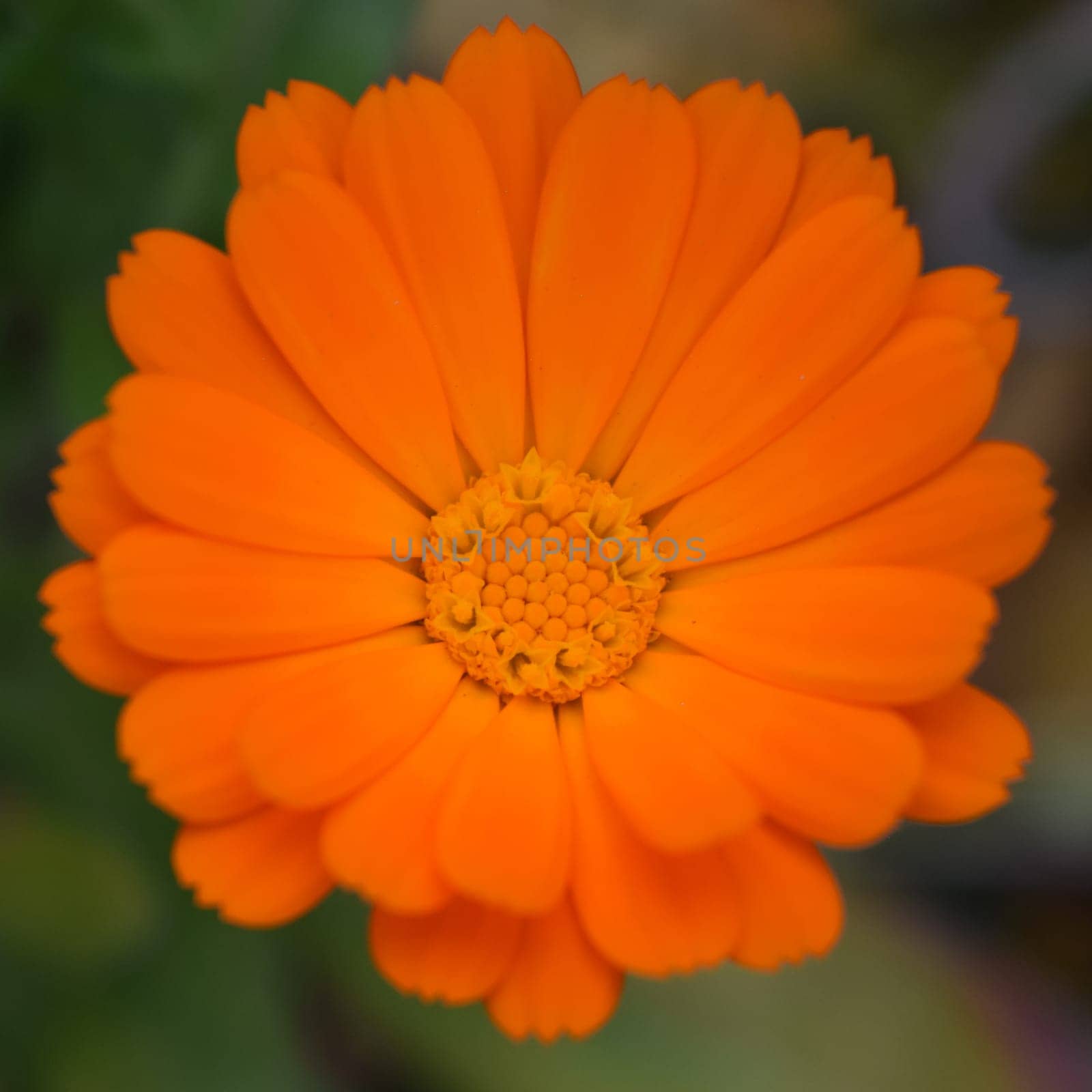 Blooming marigold flowers. Orange calendula on a green grass. Garden with calendula. Garden flowers. Nature flowers in garden. BYellow-orange petals. Green blurred background. Macro.