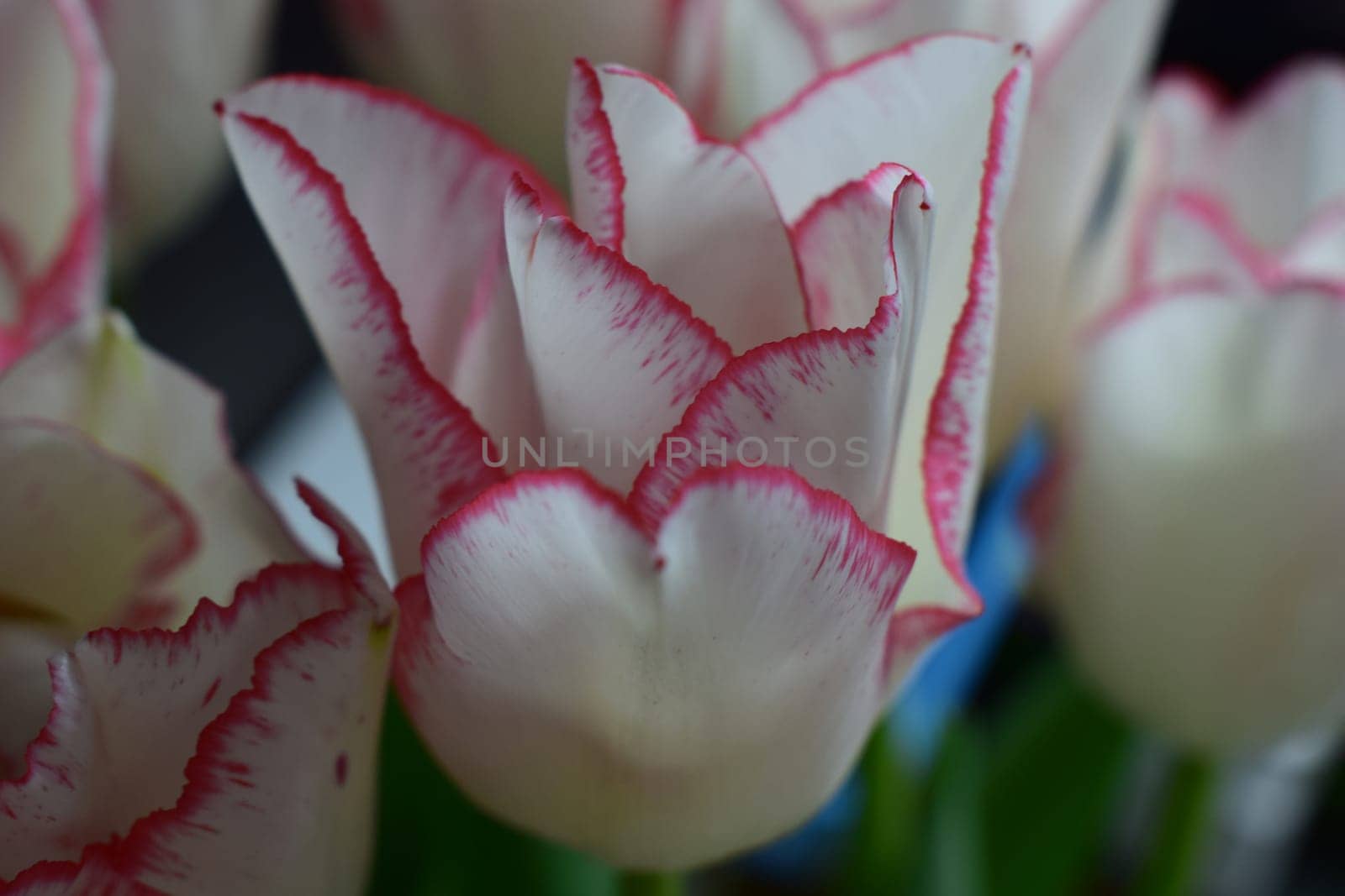 White tulip with red strips on the petals on the dark blurred background. Two colored tulip flowers closeup on the dark background.