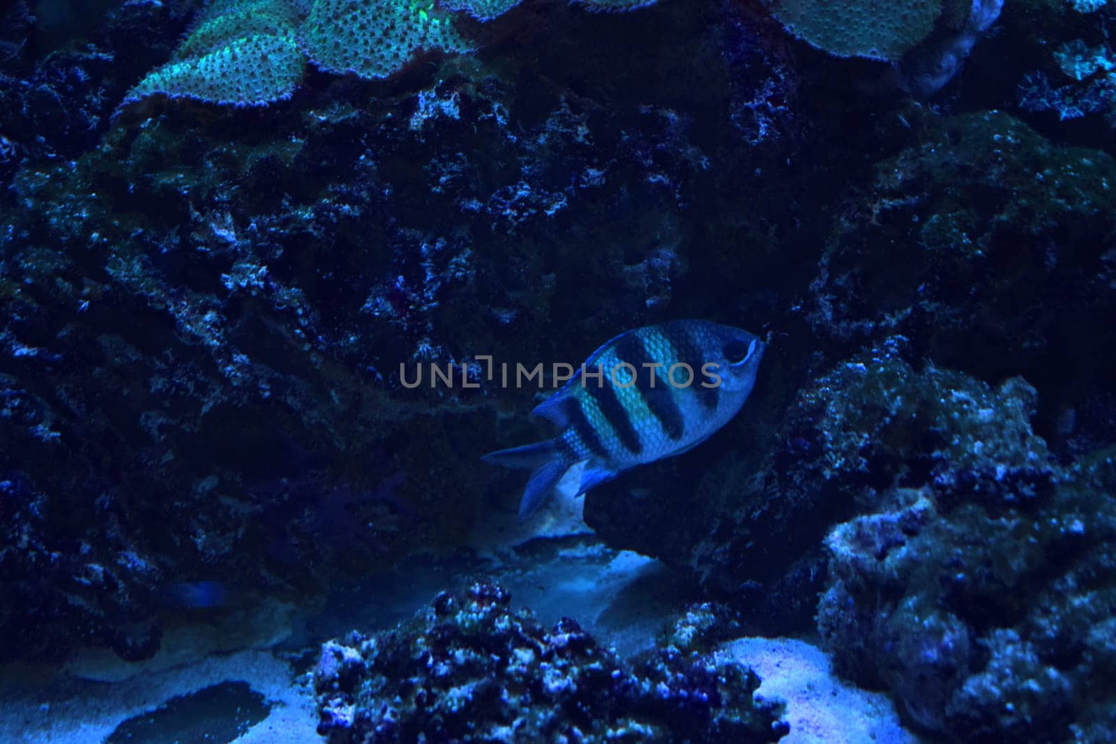 Sergeant major (Abudefduf saxatilis) fish swimming in sea water aquarium. A bengal sergent (Narrow-banded sergeant) in marine aquarium. Abudefduf  is relatively widespread in the Indo-West Pacific.