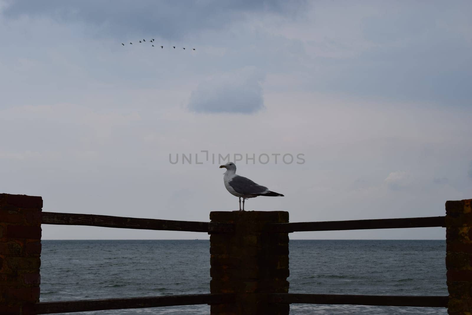 One seagull sits on a old sea pier. The European herring gull, Seagull on the beach pier railing. Close-up of seagull bird.