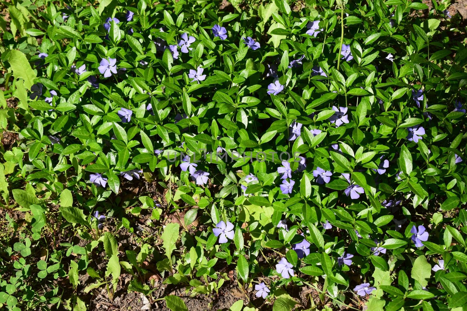 Vinca minor (common names lesser periwinkle, dwarf periwinkle, small periwinkle, common periwinkle) is a species of flowering plant native to central and southern Europe.