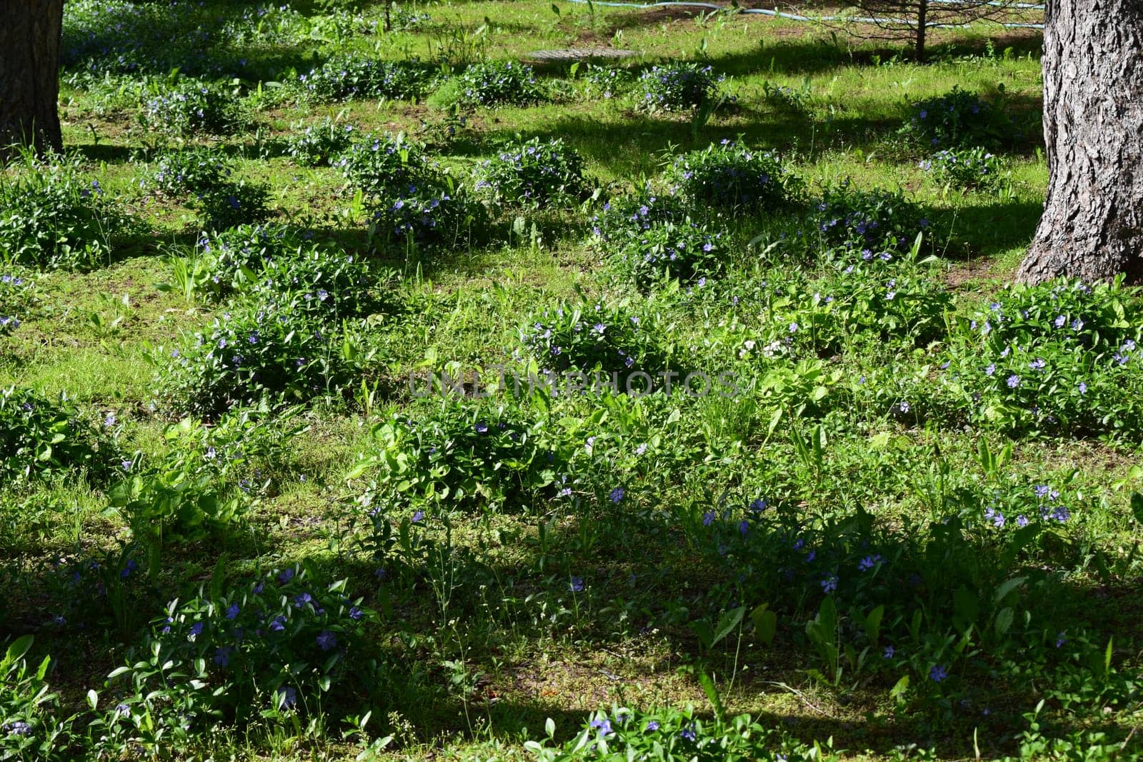 Vinca minor (common names lesser periwinkle, dwarf periwinkle, small periwinkle, common periwinkle) is a species of flowering plant native to central and southern Europe.