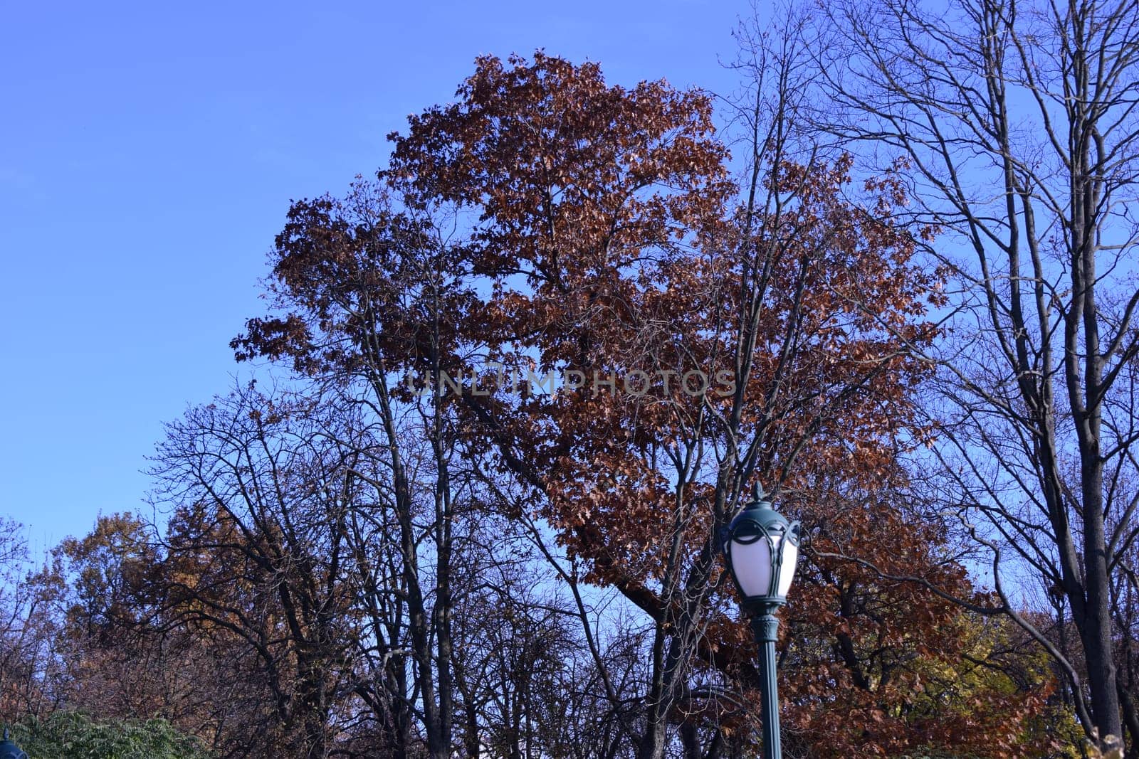 Looking up at trees durning the autumn season when the leaves change colour from green to bright vibrant orange and yellow as the season comes to an end on a beautiful sunny blue sky day.