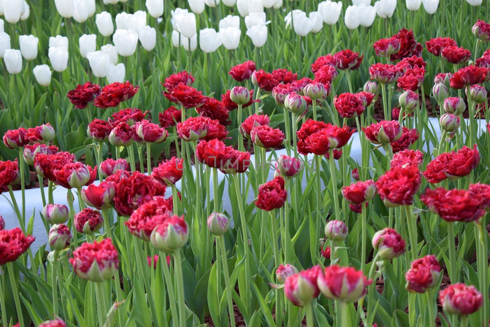 Red and white tulips blooming in the flowerbed of the park. Spring background. Tulips grow in rows in the garden. Springtime bloom. Gardening tips. Growing flowers. Growing bulb plants.
