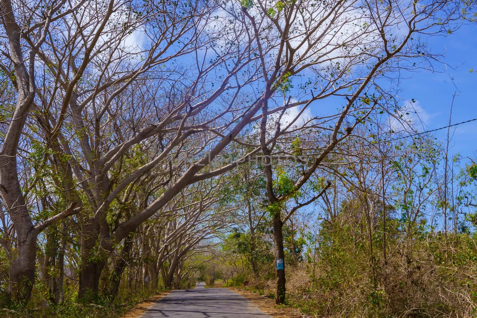 A quiet, tree-lined road stretches towards a clear blue sky in a rural area near Lombok, Indonesia.