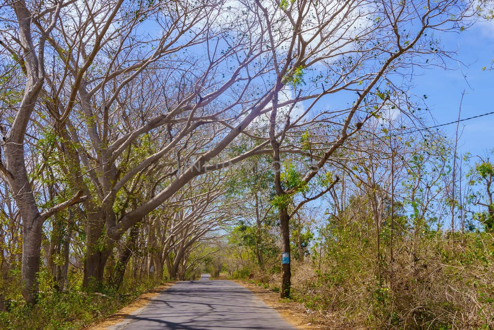A quiet, tree-lined road stretches towards a clear blue sky in a rural area near Lombok, Indonesia.
