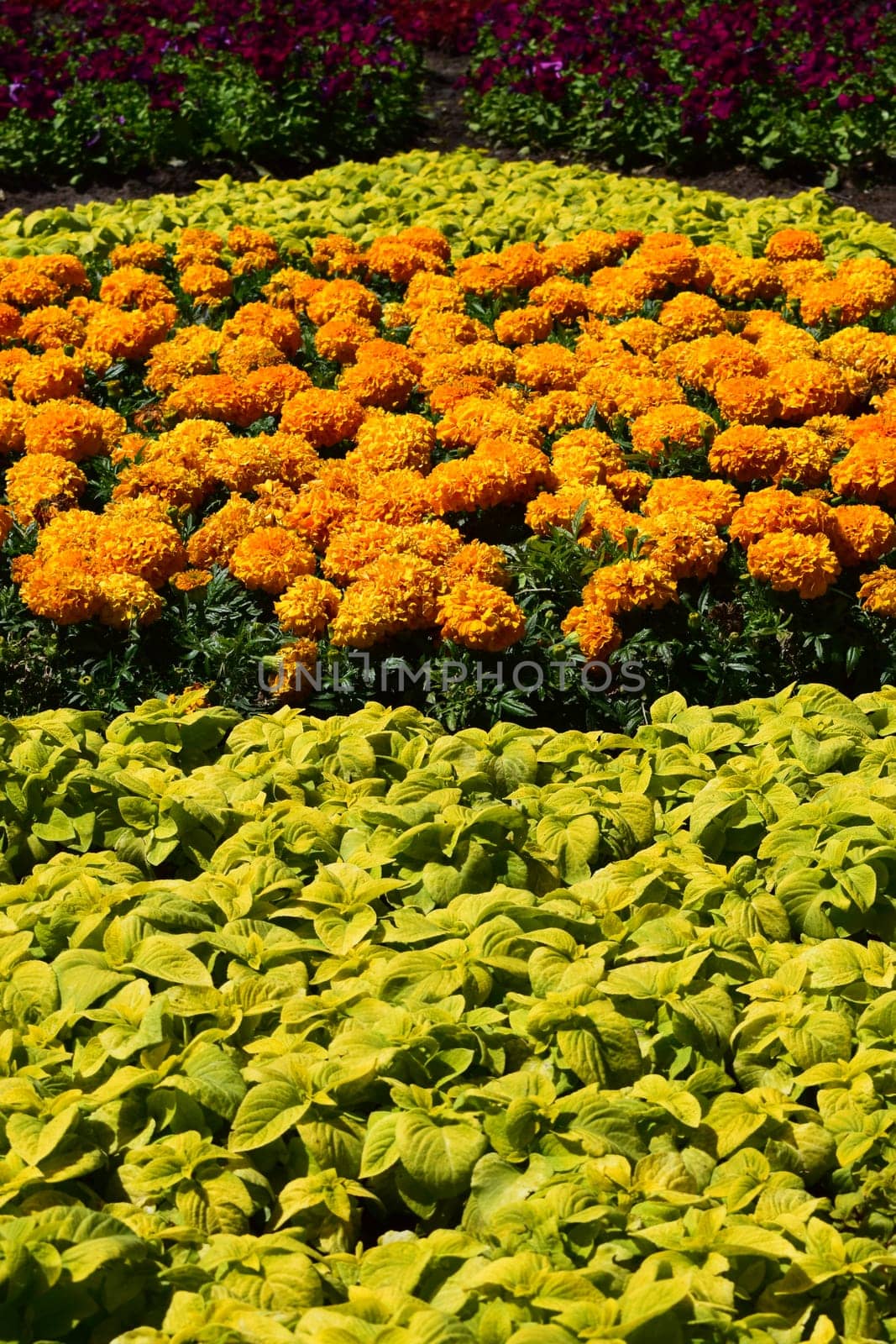 Beautiful orange Marigold flowers, amazing summer flowers of marigold bush, summer ornamental flora. Yellow flowering marigolds grow on the flower.