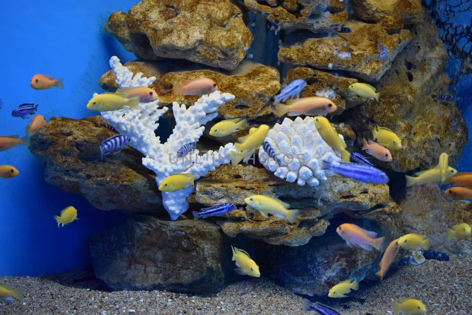 Yellow morph of Labidochromis caeruleus (lemon yellow lab) aquarium fish. Electric Yellow Afican Cichlid. Tropical Electric yellow cichlids. Malawi Aquarium Fish