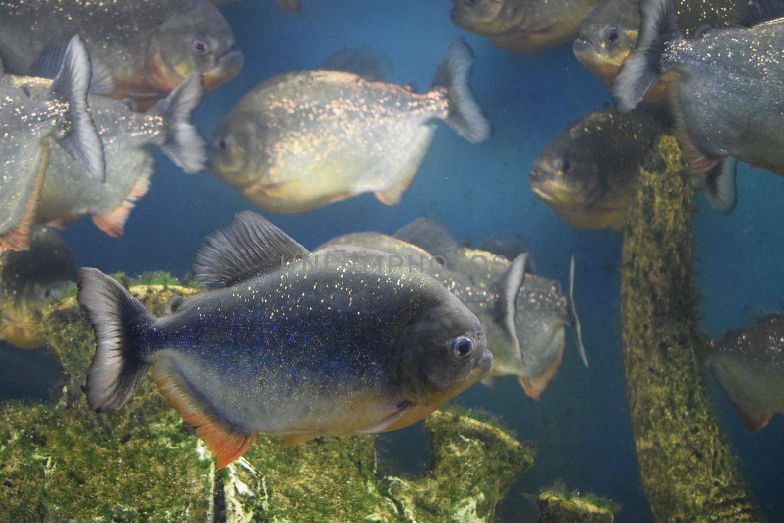 Group of red-bellied piranhas are swimming in fish tank. Red piranha (Pygocentrus nattereri), selective focus.