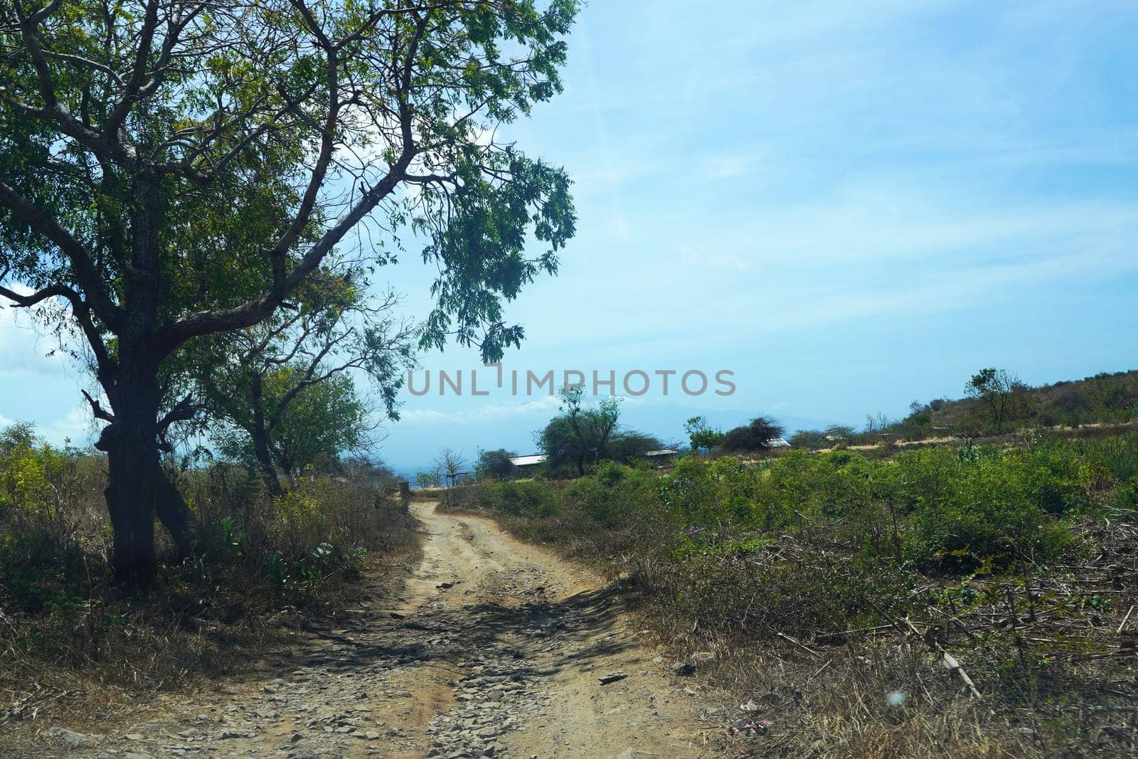 A dirt road winds through a rural landscape with a large tree providing shade, leading towards a distant village and a clear blue sky.