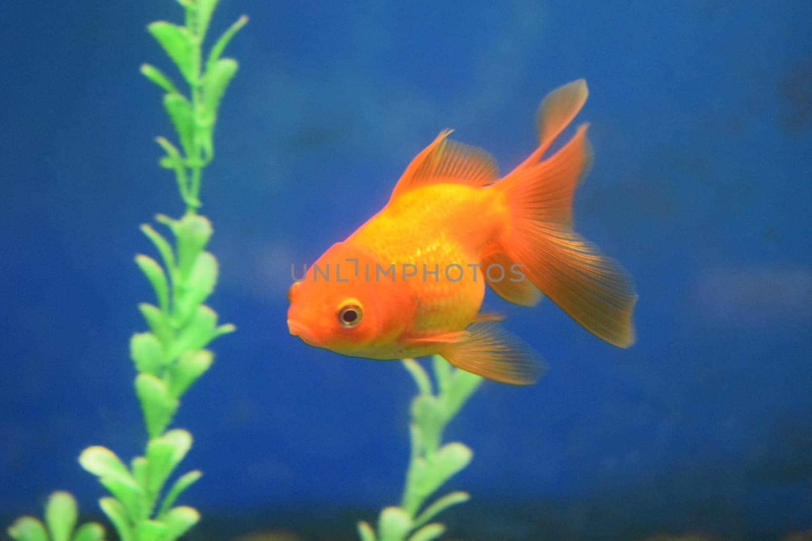 Freshwater aquarium fish, goldfish from Asia in aquarium.The goldfish on Chinese a sign brings a prosperity and good luck. Goldfish with fine beautiful scale, fins, and tail against green grass.