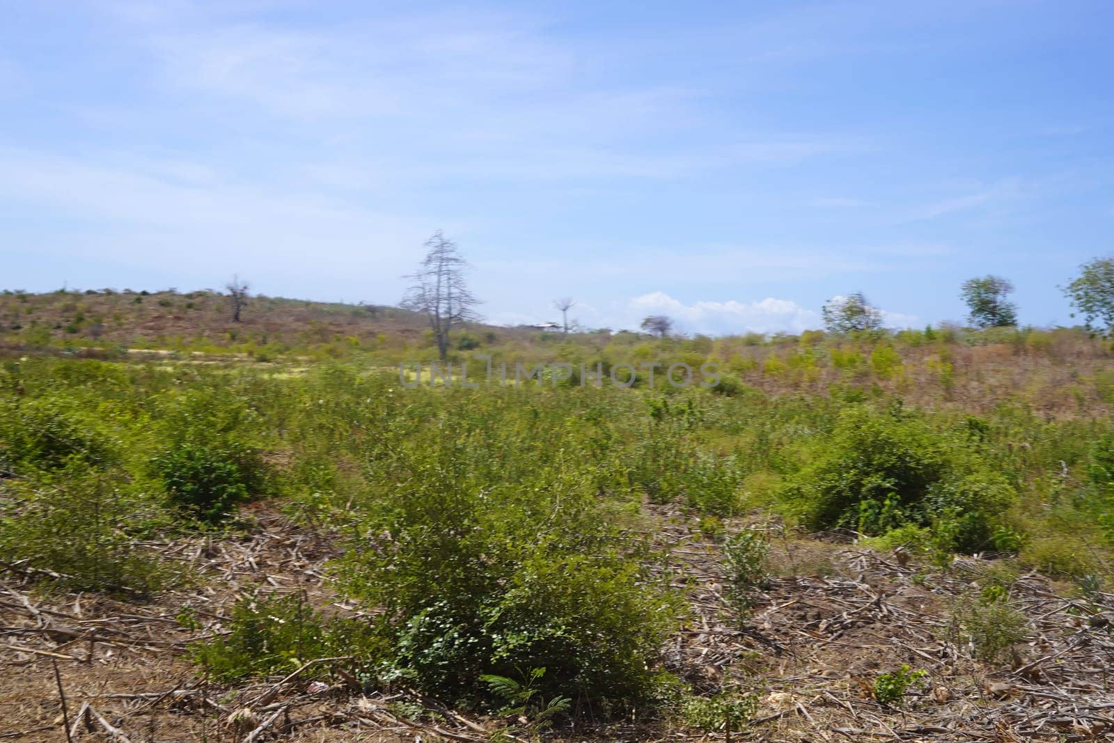 A dirt road winds through a rural landscape with a large tree providing shade, leading towards a distant village and a clear blue sky.