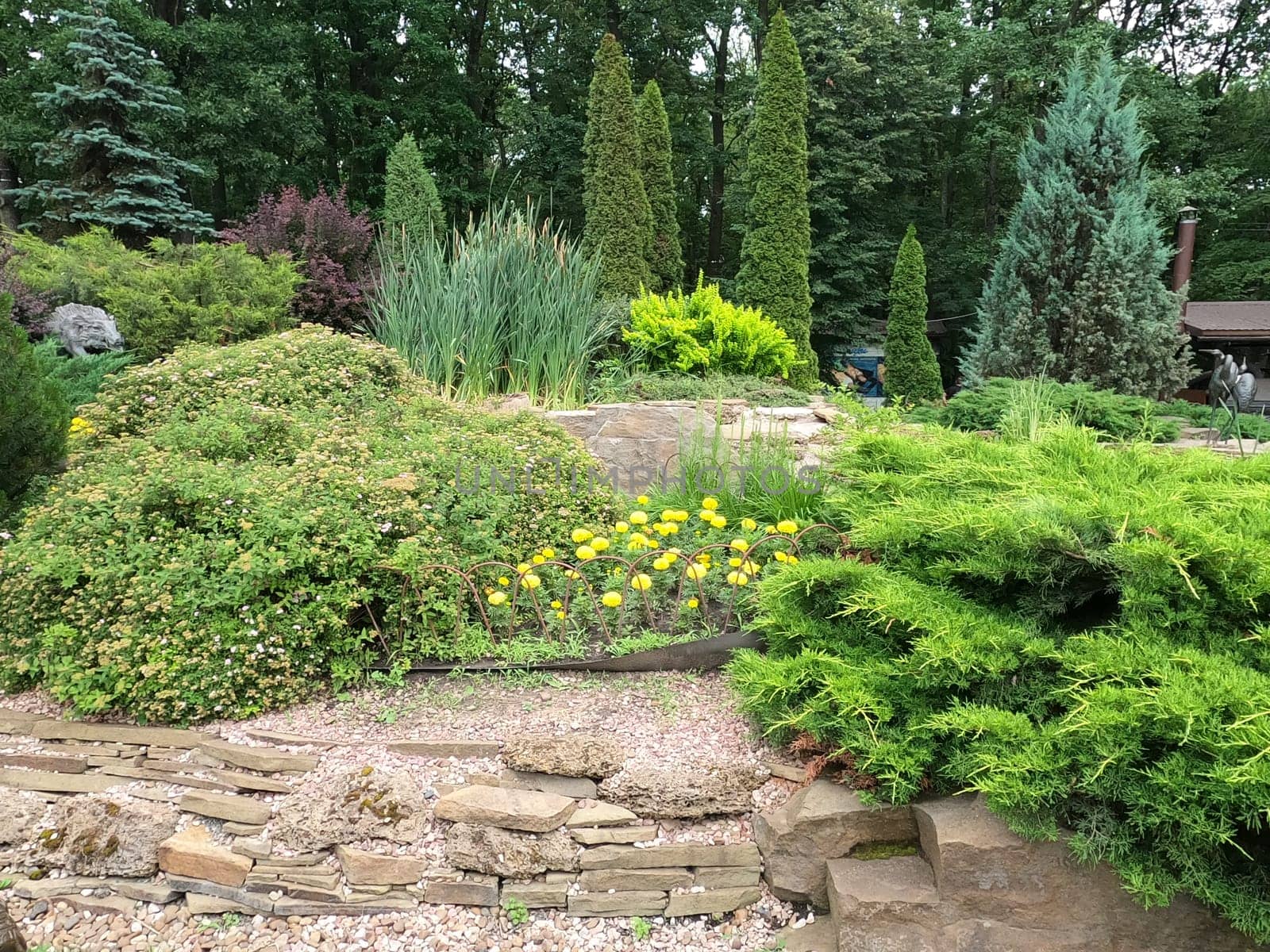 lanscape design. beautiful garden of blue spruce, bright yellow chrysanthemum and other vegetation, paths with pebbles for a walk. Floral Landscape. Garden Landscaping Design.