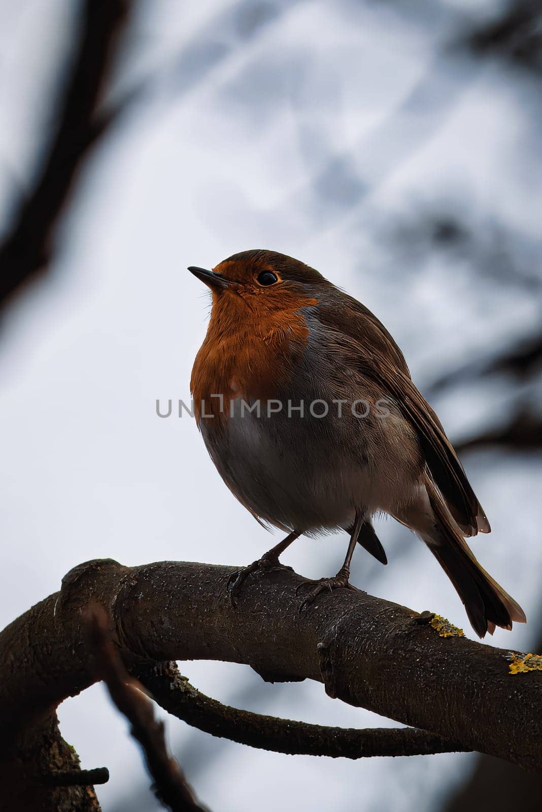 A close-up of a European robin (Erithacus rubecula) perched gracefully on a tree branch, set against a blurred natural background. The robin, with its distinctive orange chest and soft feathers, stands out in the scene, embodying the beauty and tranquility of nature. Perfect for use in wildlife, birdwatching, and nature-related themes, this image captures a moment of stillness in the wild