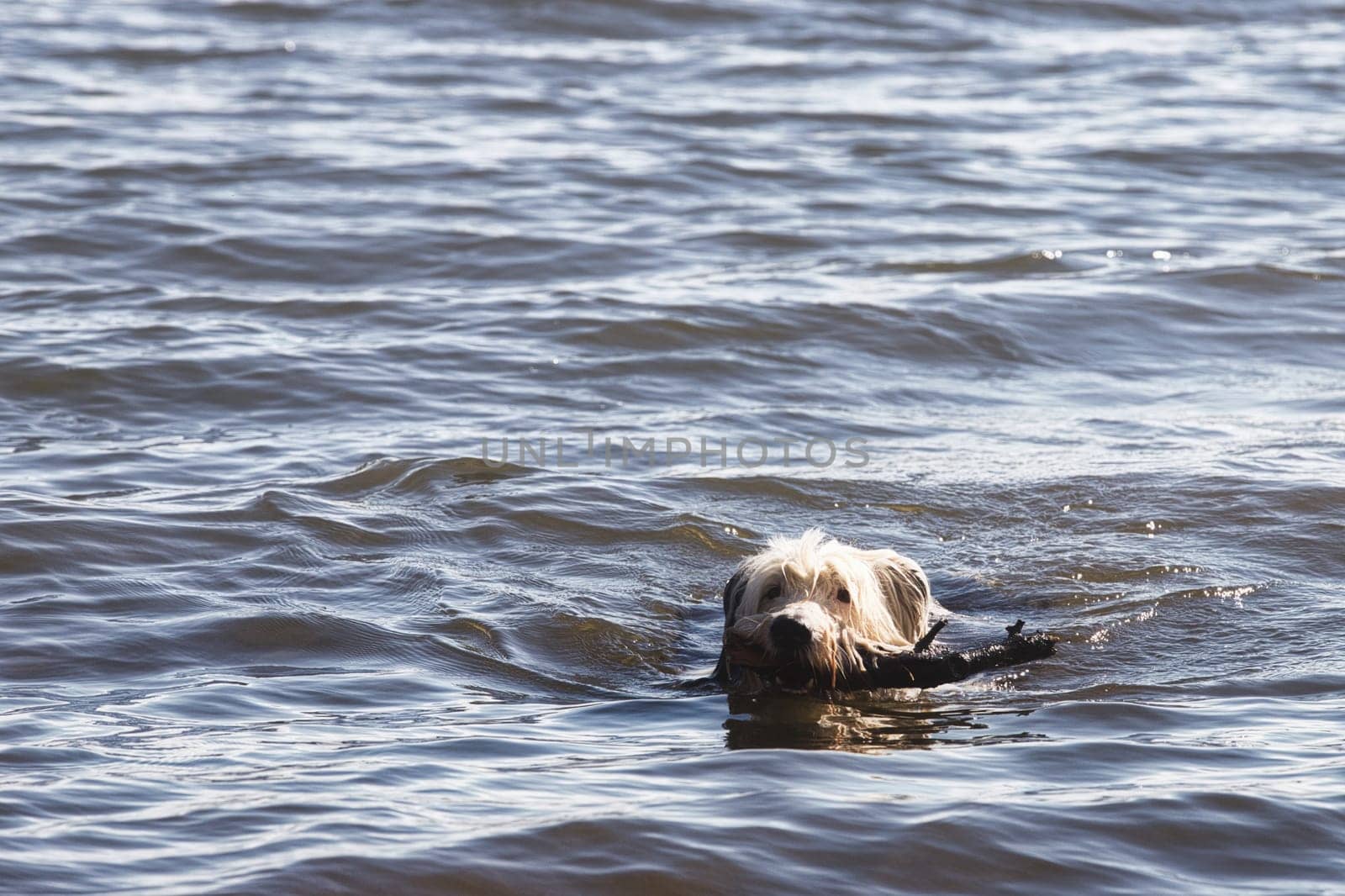 A heartwarming image of a dog swimming through water while fetching a stick, capturing a moment of playful activity. The dog head emerges from the water as it swims, showcasing its energy and love for outdoor adventures. The scene is ideal for use in themes related to pets, animal behavior, outdoor activities, and nature