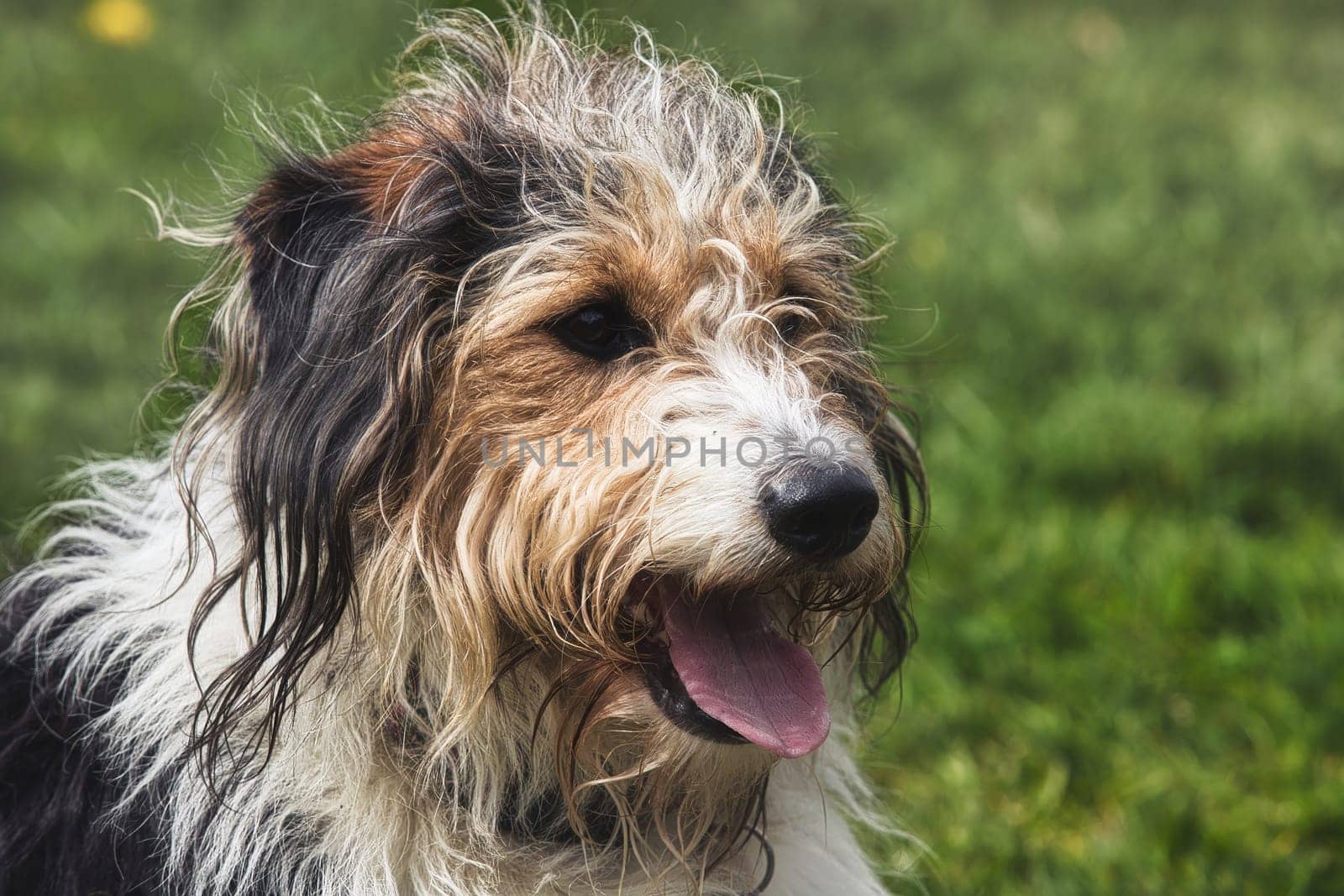 A detailed close-up of a shaggy dog panting after playtime, with a soft focus on its scruffy fur and happy expression. The dog's mix of black, white, and brown fur highlights its charming and playful nature. Likely a mixed breed, possibly with traits of a Bearded Collie or Polish Lowland Sheepdog, this image is ideal for themes related to pets, outdoor activities, and dog behavior.