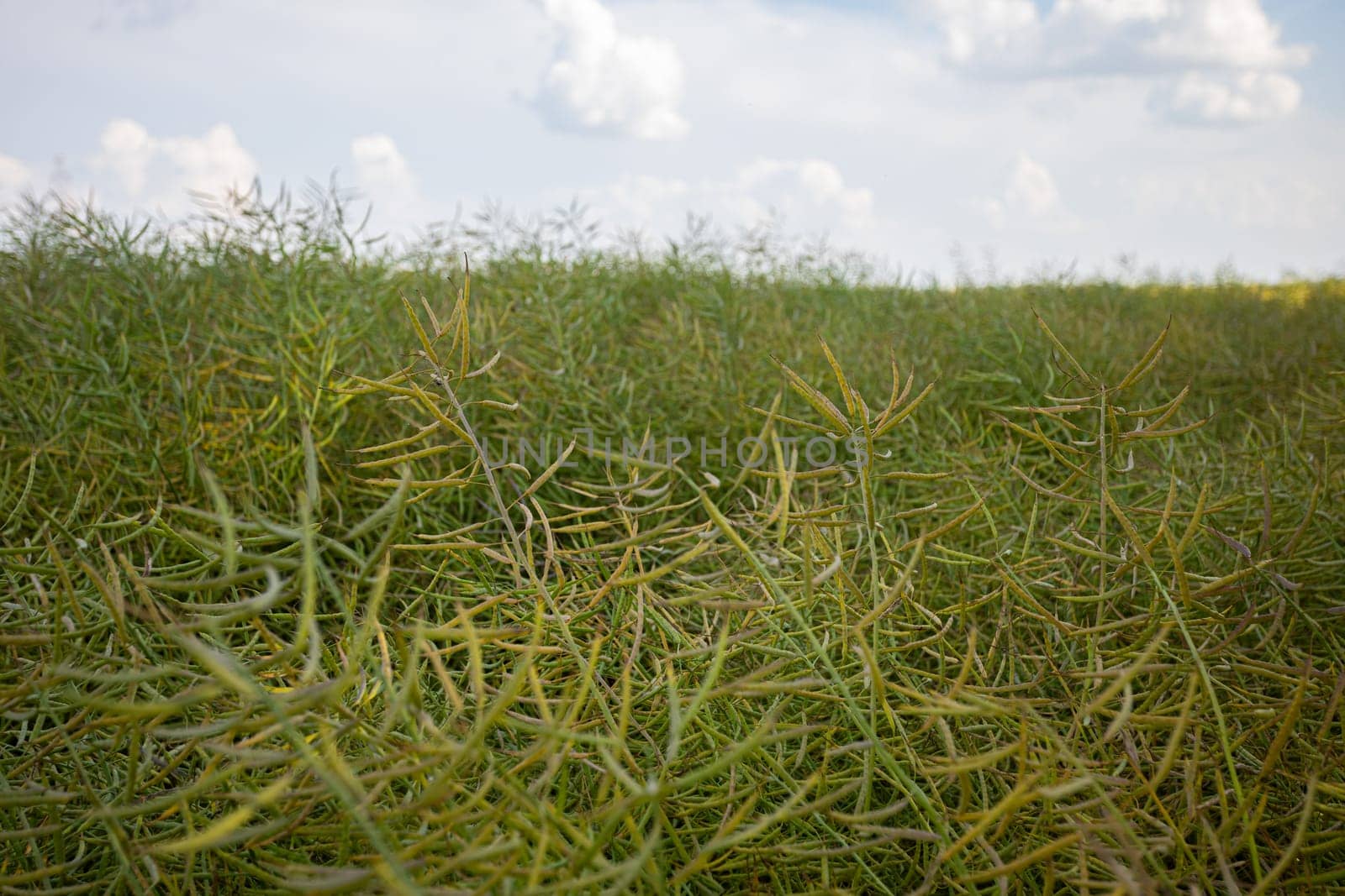 A close-up view of a rapeseed field, with green pods filling most of the frame, signaling the early stages of maturation. The sky with white clouds adds depth to this serene agricultural scene.