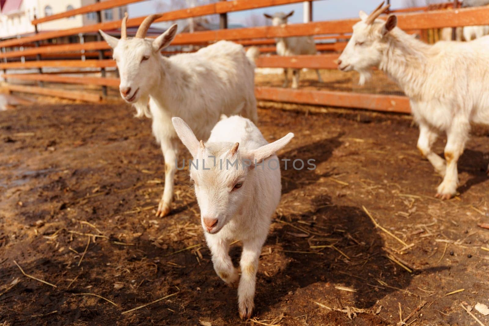 Goat stands gracefully on a tall pile of golden hay, surveying its surroundings with curiosity and poise.