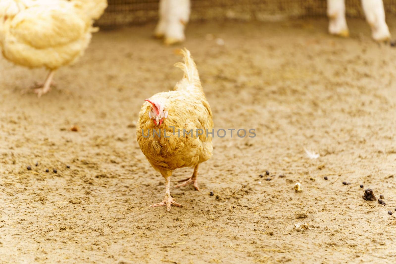Chicken are seen standing on top of a dirt ground, pecking and scratching at the surface.