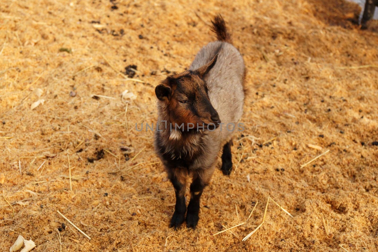 Goat peacefully grazing in field under the warm sunlight, showcasing its beauty and tranquility.