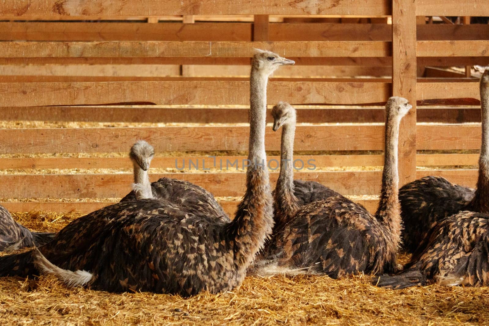Ostrich stands tall in a spacious pen on farm, showcasing its long neck and vibrant feathers.