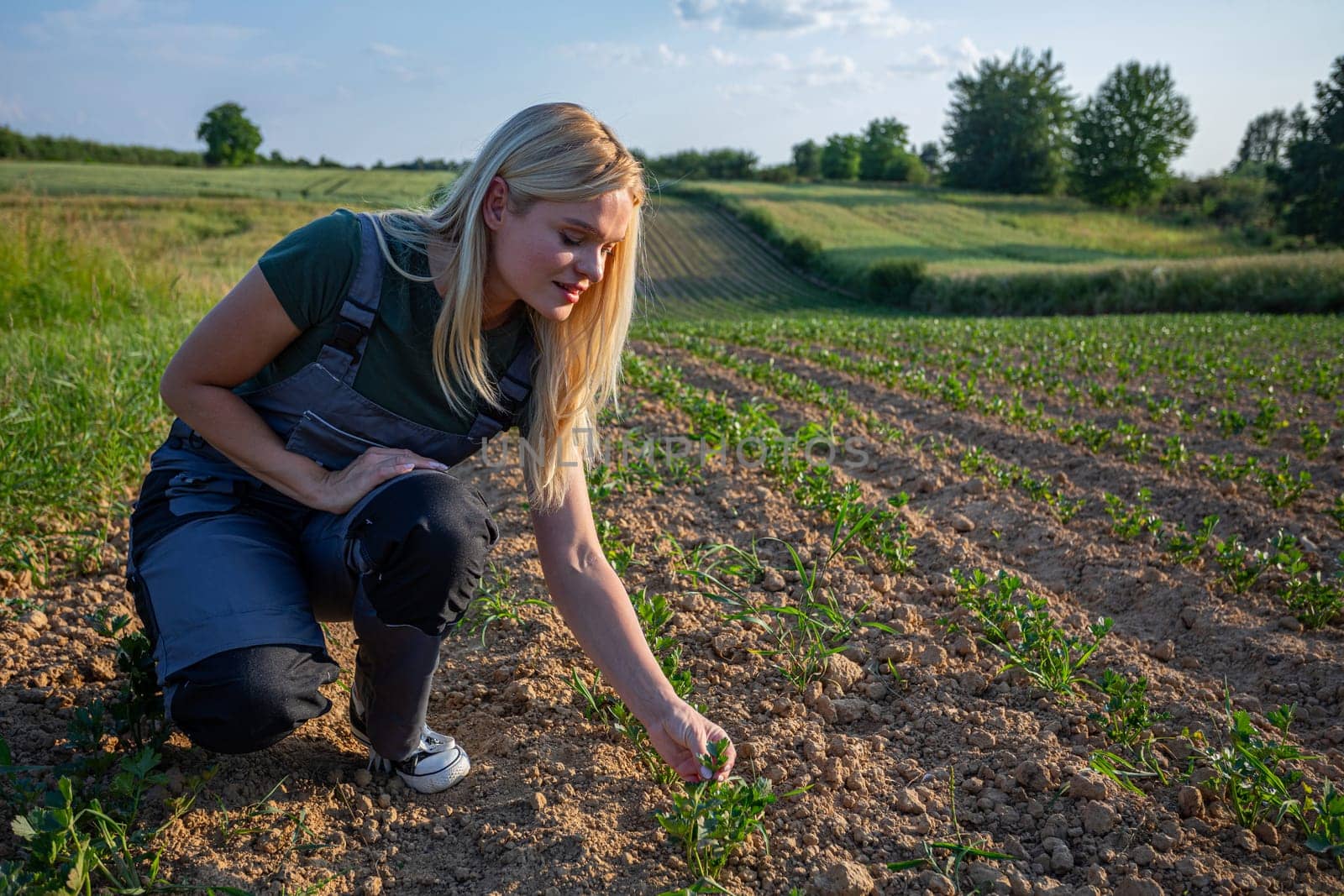 In the golden glow of a sun-kissed day, a young and beautiful woman farmer tends to her crops in the field, kneeling down to carefully inspect the fertile soil. Clad in practical work attire and sneakers, she exudes determination and dedication as she nurtures her agricultural endeavors. With blonde hair catching the sunlight, she epitomizes the spirit of resilience and hard work that characterizes farm life. The sun shines on her face. Her hands, calloused from hours spent in the fields, tenderly touch the yields, ensuring the health and vitality of her crops. Against the backdrop of the sprawling landscape, she is a beacon of strength and tenacity, embodying the timeless connection between humanity and the land. As she tends to her duties with unwavering focus, the warmth of the sun envelops her, infusing her with energy and purpose. This captivating image captures the essence of rural life, where the harmony between farmer and field flourishes under the radiant embrace of nature.