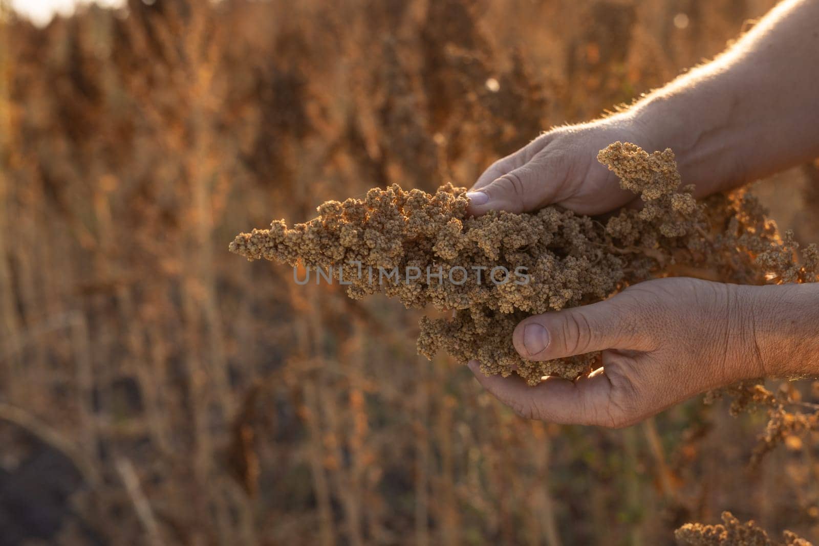 farmer's hand holding quinoa plant stem against field background, quinoa cultivation and harvesting