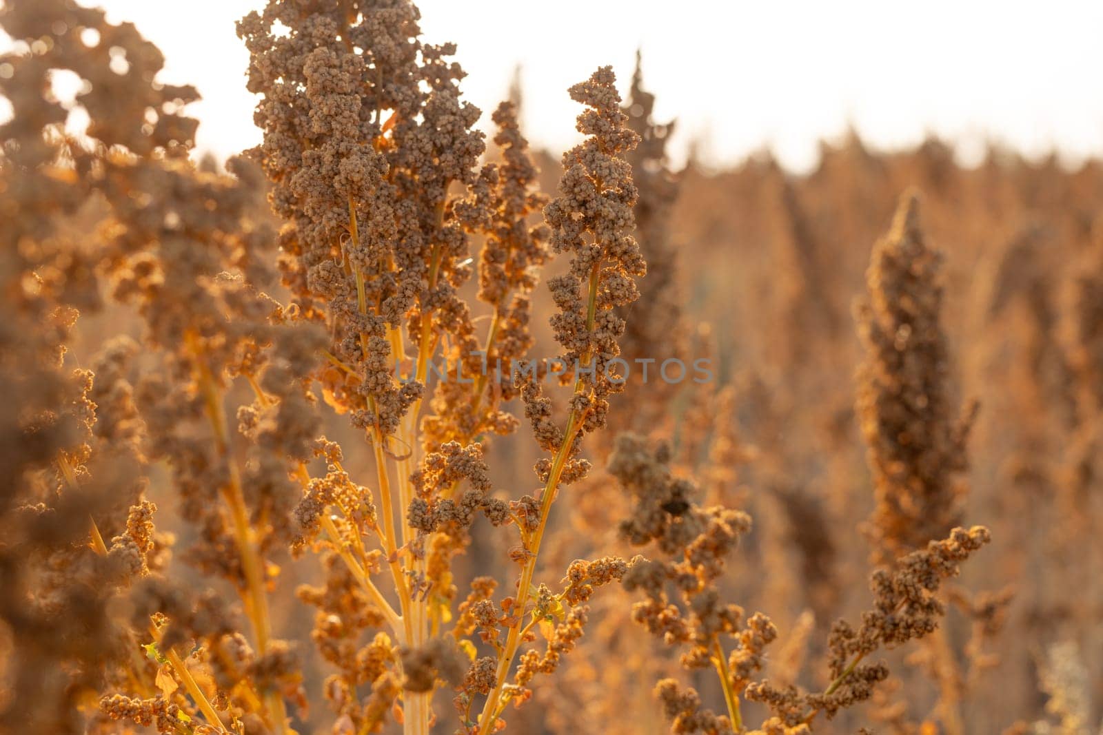farmer's hand holding quinoa plant stem against field background, quinoa cultivation and harvesting