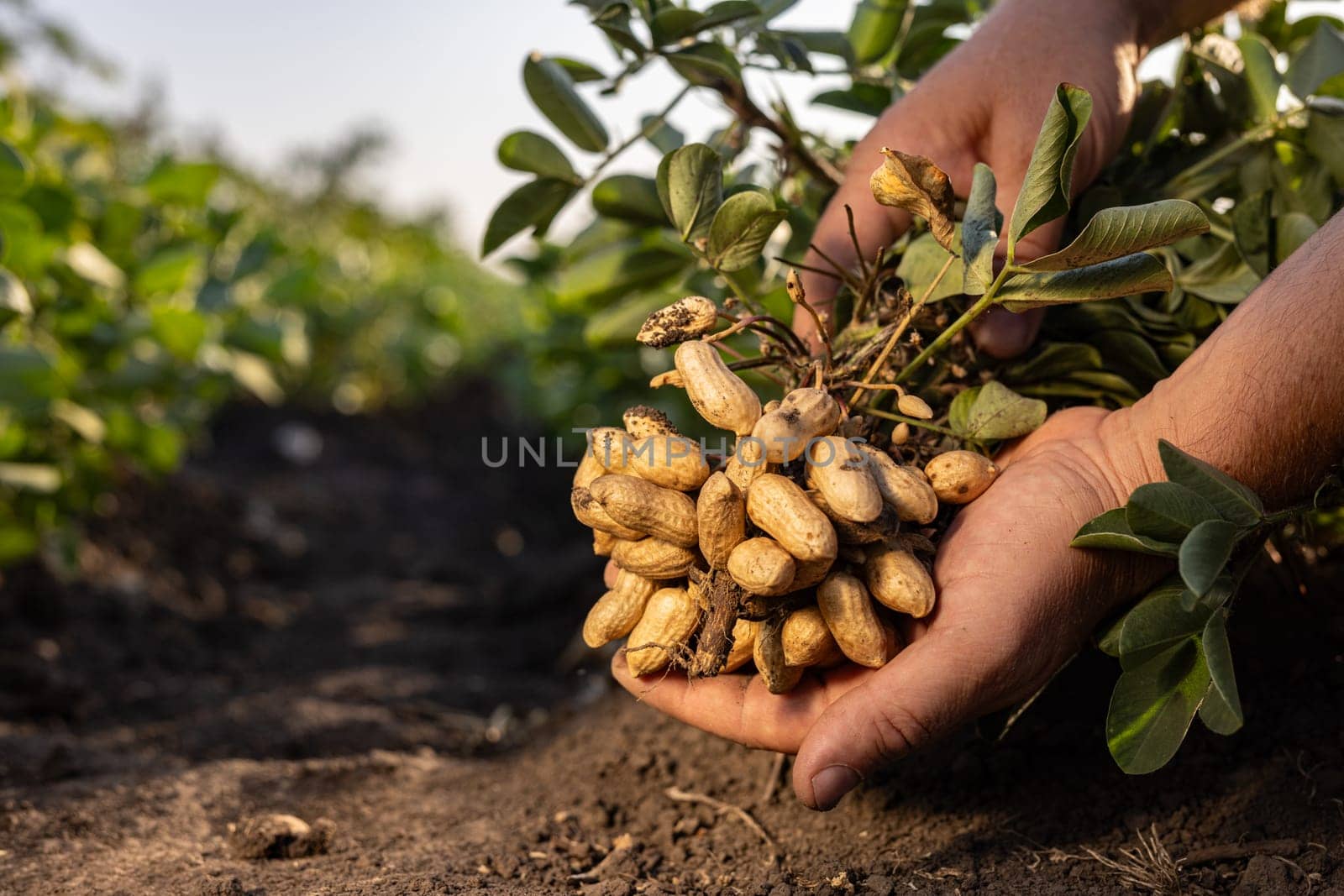 A farmer holding freshly harvested peanuts with roots in a field. The background features green peanut plants under a cloudy sky, showcasing agricultural activity.