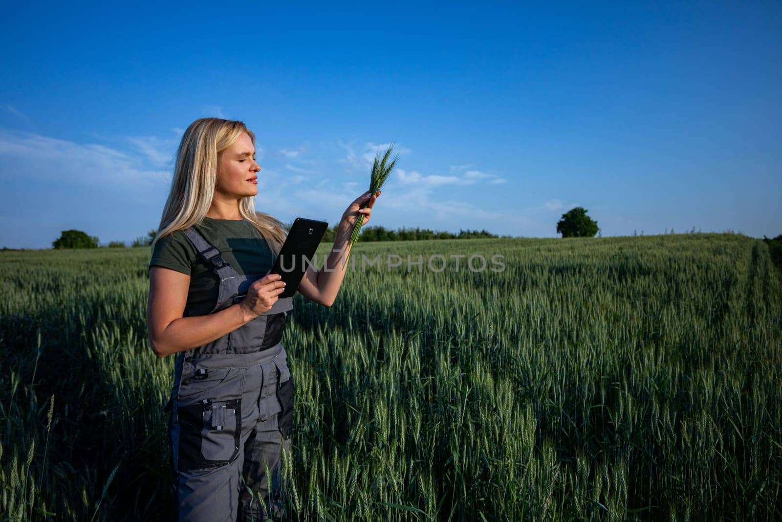 In the picturesque wheat field, a female farmer stands, balancing a tablet in one hand and a bundle of wheat stalks in the other. She attentively inspects the vibrant green stalks, analyzing their health and growth. Engrossed in her task, she focuses intently on the quality of the crop. The bright sun illuminates the scene, casting a warm glow over the golden landscape. Dressed in her sturdy work attire, she embodies the essence of agricultural diligence and expertise. With her blonde hair catching the sunlight, she epitomizes the modern farmer, utilizing technology to ensure the success of her harvest. Against the backdrop of the sprawling wheat field, her commitment to sustainable farming practices shines through. As she meticulously assesses the crop, her dedication to her craft is evident, symbolizing the timeless connection between farmer and land.