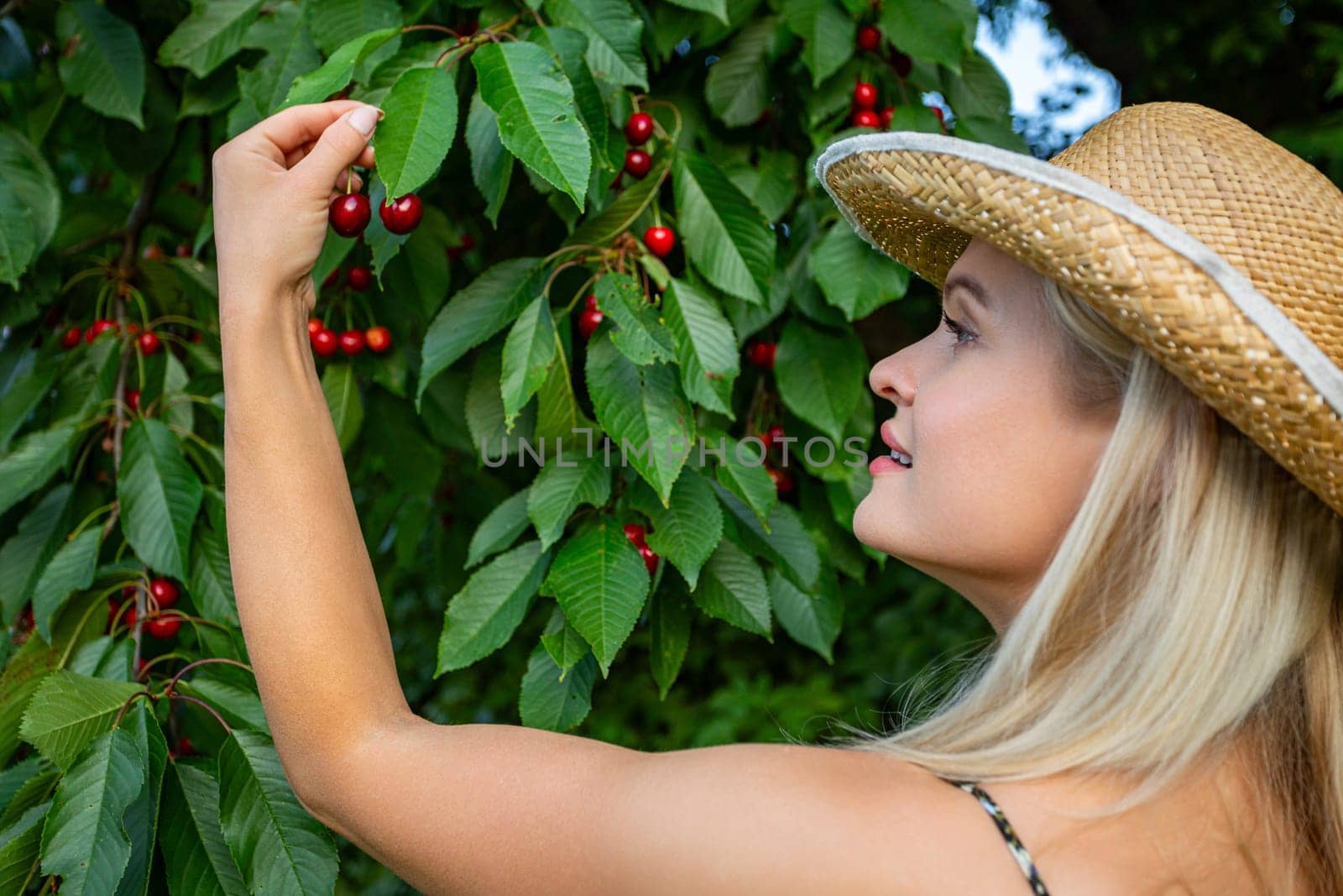 In a picturesque cherry orchard, under the warmth of the summer sun, a woman stands amidst rows of verdant trees, her straw hat shielding her from the intense rays. With sun-kissed blonde hair cascading beneath her hat, she's delicately plucking ripe cherries from a bountiful tree, her profile turned towards the fruit-laden branches. Her lips slightly parted in anticipation, she savors the succulent bounty of the season. Each cherry, vibrant and luscious, promises a burst of sweetness. Her bronzed skin bears witness to the sun's affectionate touch, a testament to days spent amidst nature's embrace. The air is filled with the aroma of ripe fruit, mingling with the scent of earth and foliage. In this idyllic scene, time seems to stand still, allowing her to relish the simple joys of rural life. As she gathers nature's bounty, she embodies the essence of summer's abundance, a vision of beauty and contentment amidst the cherry orchard's serene landscape