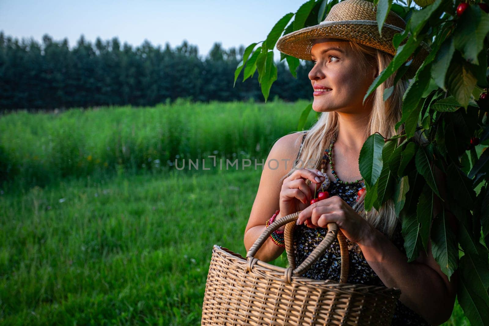 As the sun begins its descent, casting a warm golden glow across the cherry orchard, a beautiful woman tends to the bountiful harvest. With two cherries delicately cradled in her hand, she gently places them into her oversized wicker basket, a vessel ready to embrace the abundance of nature's gifts. Her blonde locks cascade beneath a straw hat, framing her sun-kissed face, which is illuminated by the soft rays of the setting sun, accentuating her joyful smile. Turning her gaze towards the west, she embraces the tranquility of the moment, soaking in the beauty of the fading light. Clad in light summer attire, she exudes an effortless grace that mirrors the serene landscape around her. Around her neck, a colorful necklace of beads adds a playful touch, complemented by a matching bracelet adorning her wrist. In the distance, the cherry tree stands tall against the backdrop of lush fields, a symbol of the season's abundance. As the woman continues her task with a sense of quiet satisfaction, she finds solace in the simple pleasures of the harvest, connecting with the earth and the rhythm of the seasons.