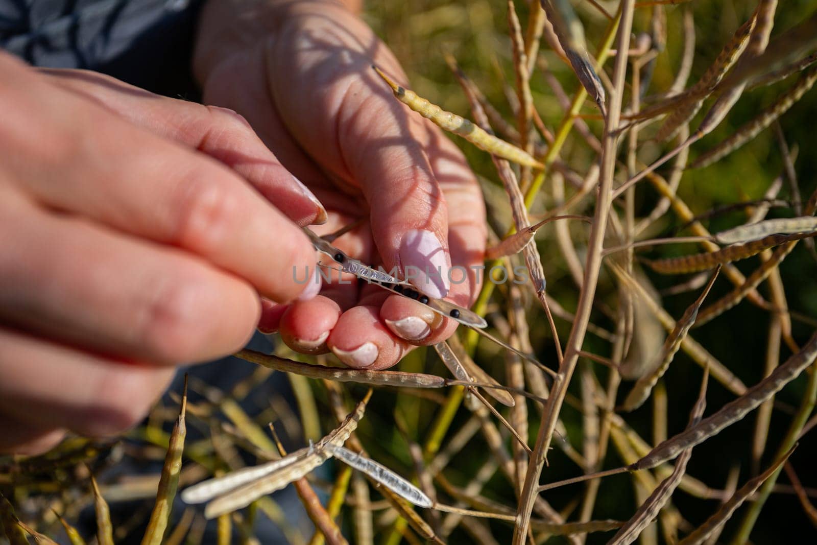 A farmer carefully holds ripening rapeseed pods, inspecting the seed development in a field. Her work overalls are partially visible amid the crops.