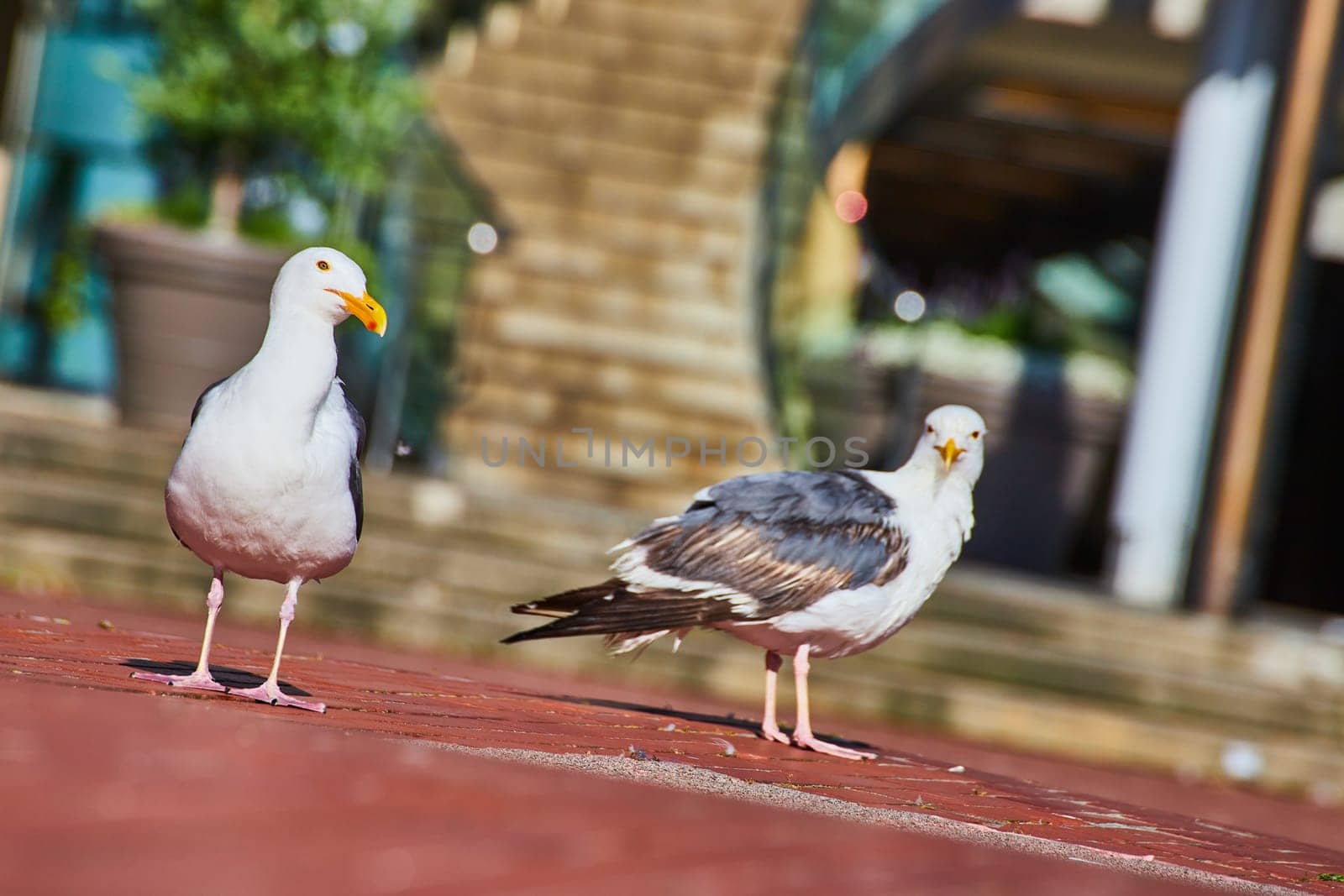 Image of Scruffy seagull gives judgmental look at camera while other seagull stares with contempt