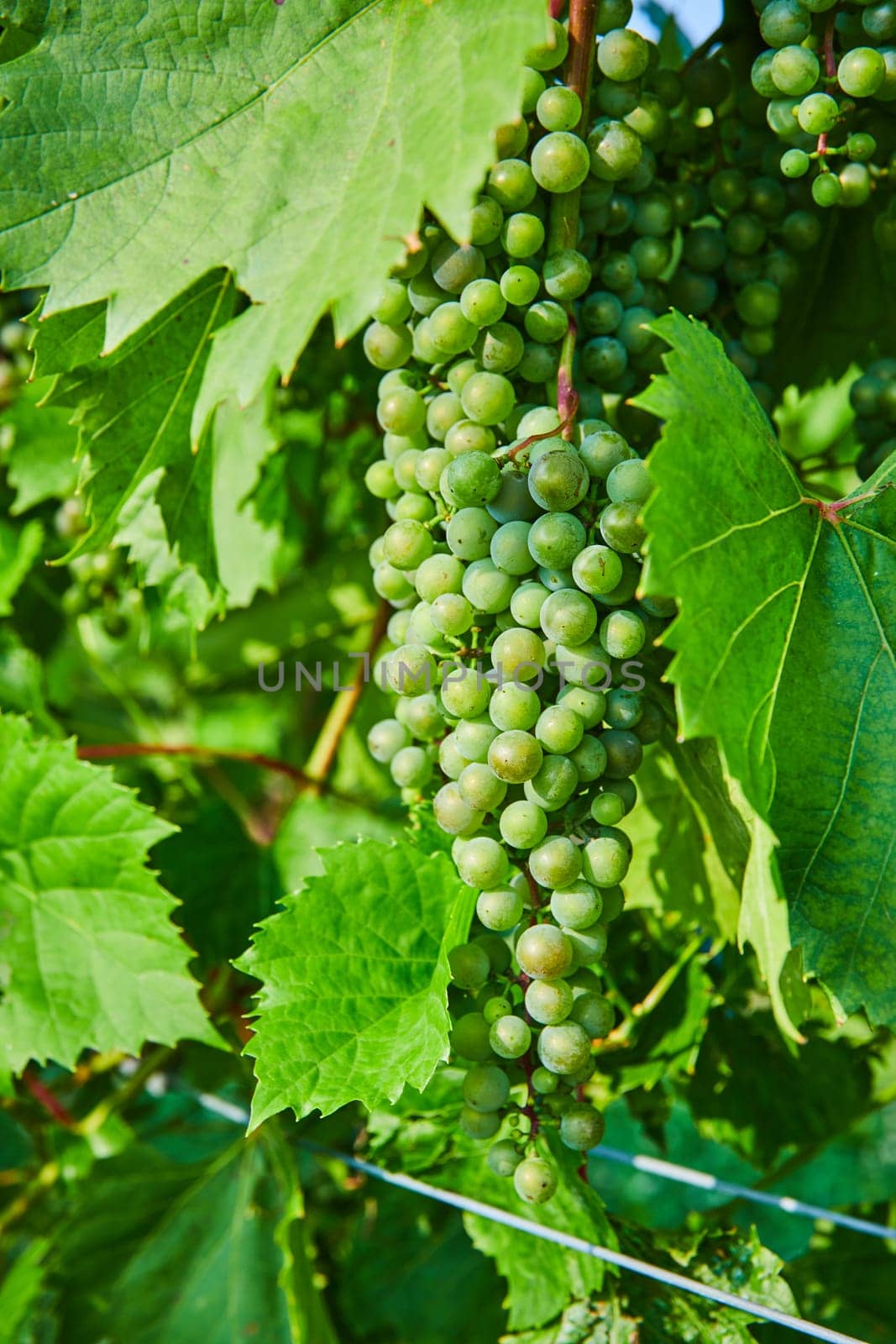 Image of Bunch of green grapes growing between large green leaves in close up