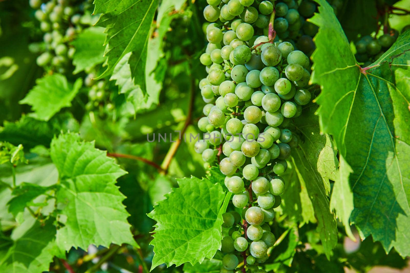 Image of Close up of green grapes growing in bundles between large leaves