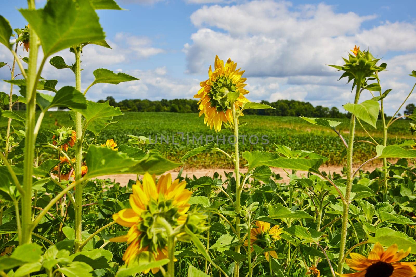 Image of Bright sunny day with back of sunflowers overlooking crops and dirt road