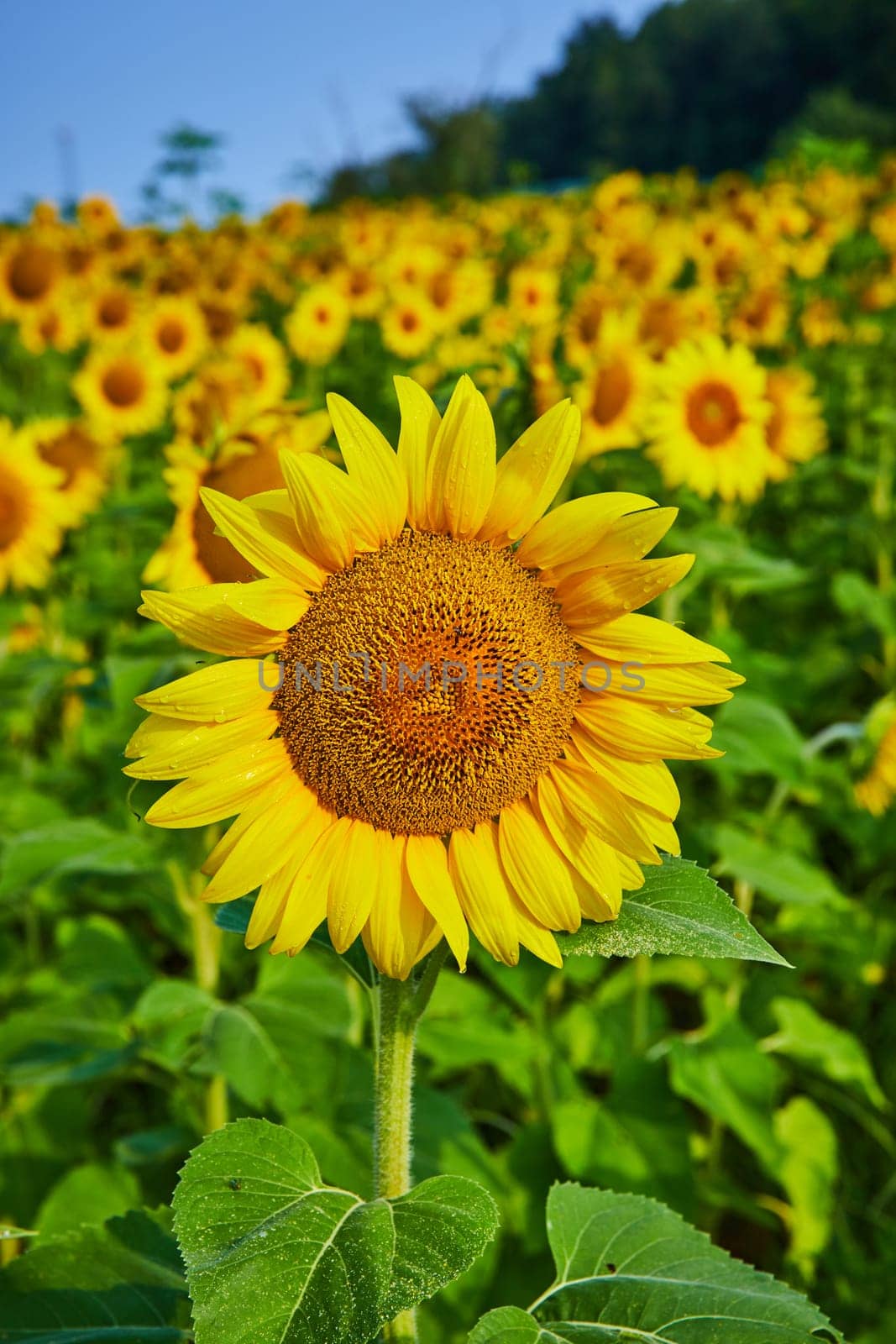 Image of Close up of yellow sunflower with darkening seeds and blurry field of flowers in background