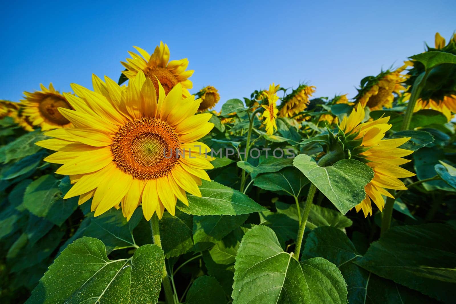 Image of Gorgeous yellow sunflowers in field close up with bee pollinating flower