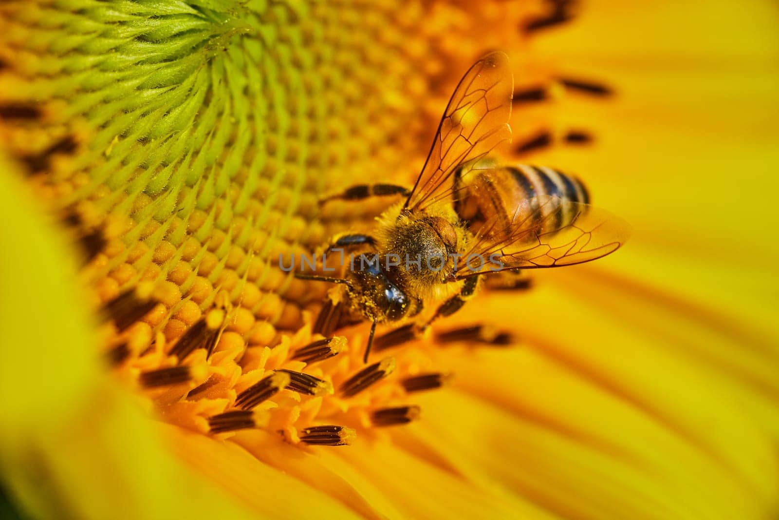 Image of Macro of bee with pollen on it as it pollinates interior of yellow flower