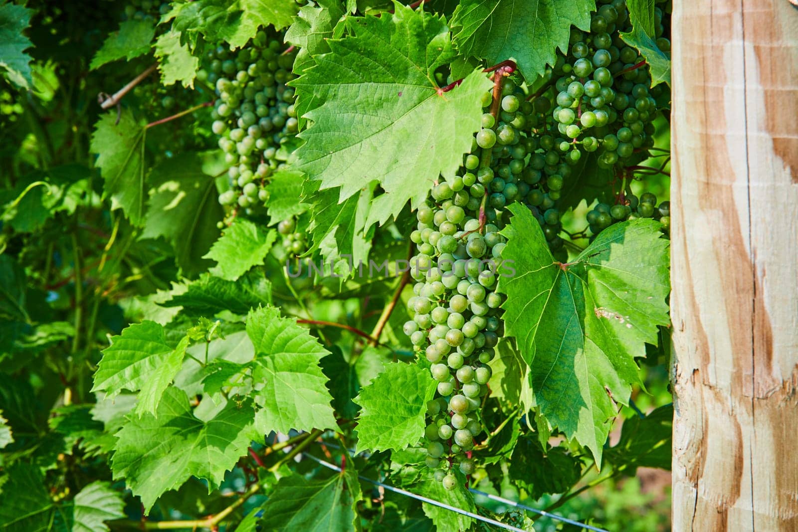 Image of Bunches of green grapes growing on vine with wooden vineyard pole and metal wires