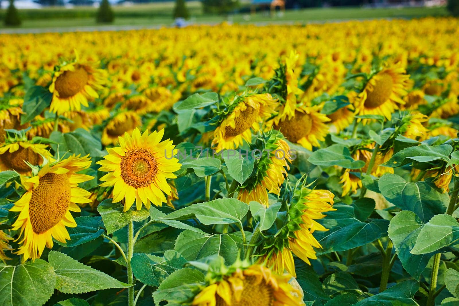 Image of Bright yellow field of sunflowers with distant and blurry winery