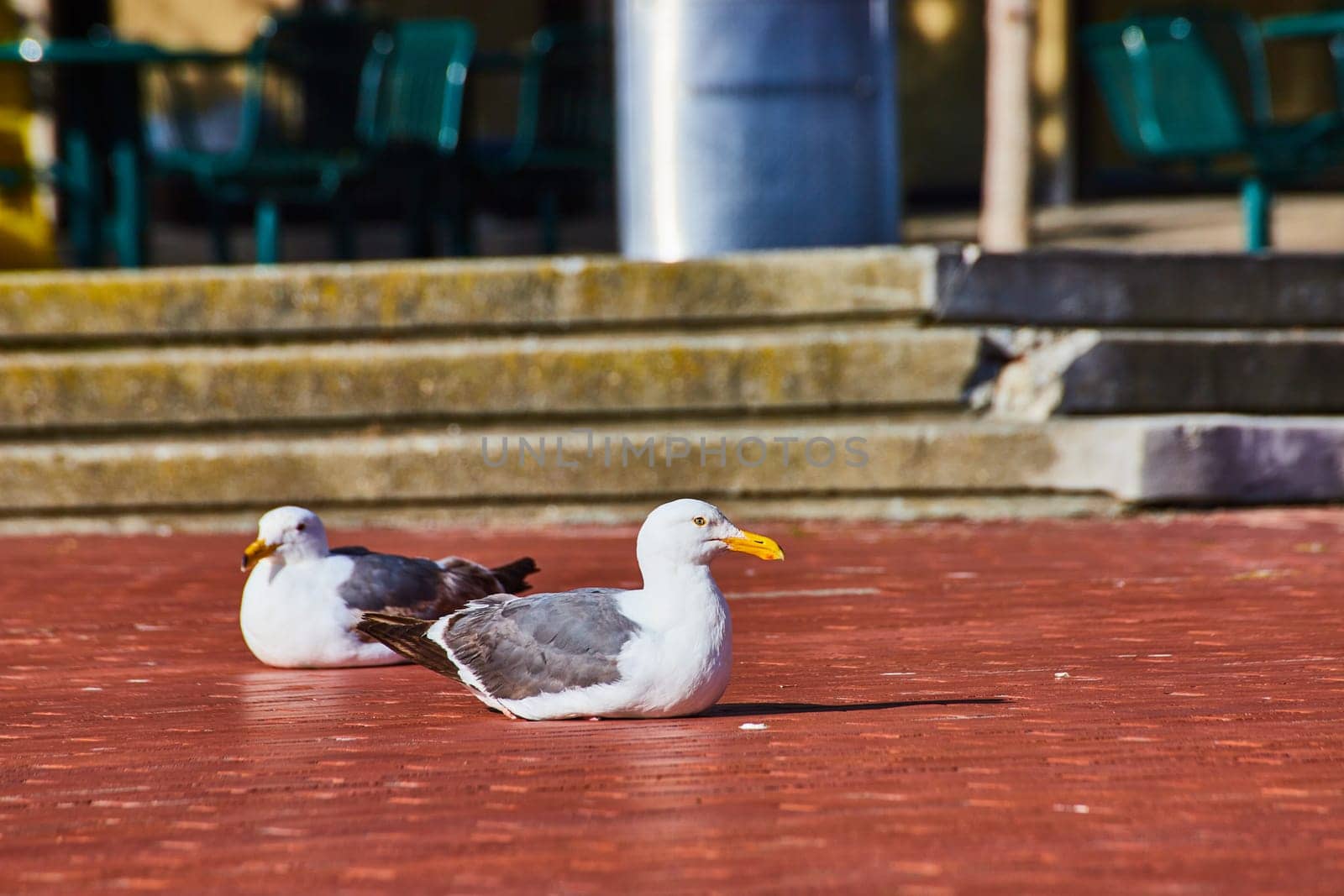 Image of Two seagulls rest together on red brick pathway with judgmental looks