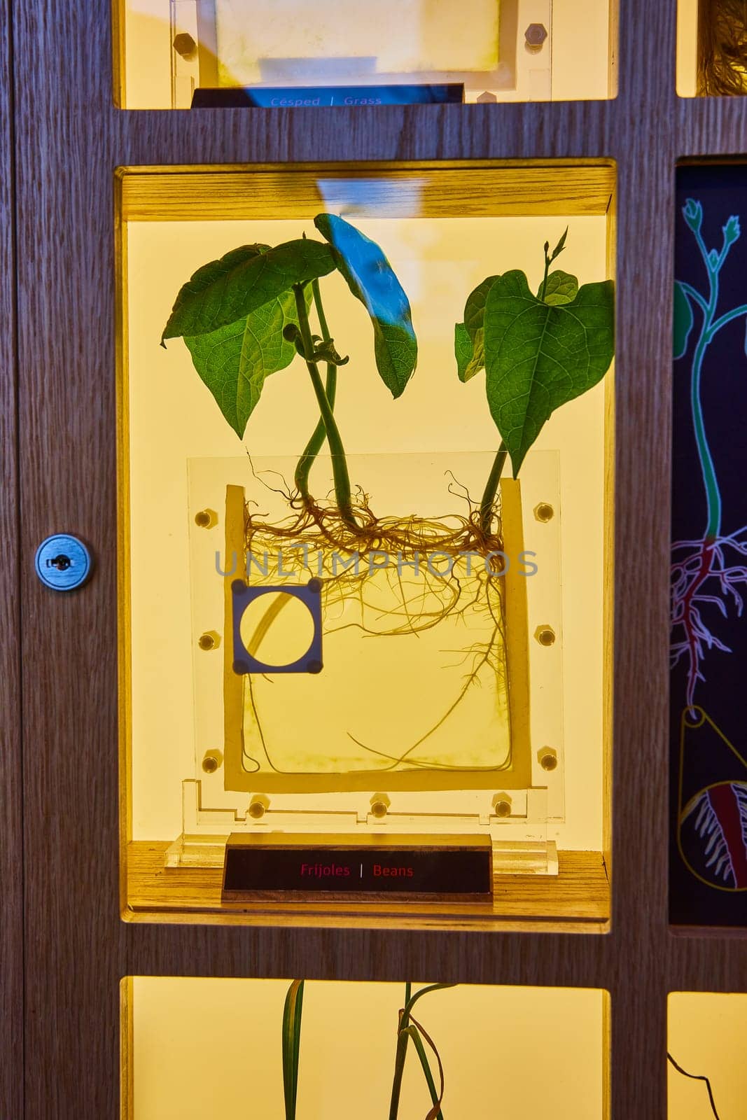 Image of Green plant in yellow case with roots visible in clear container