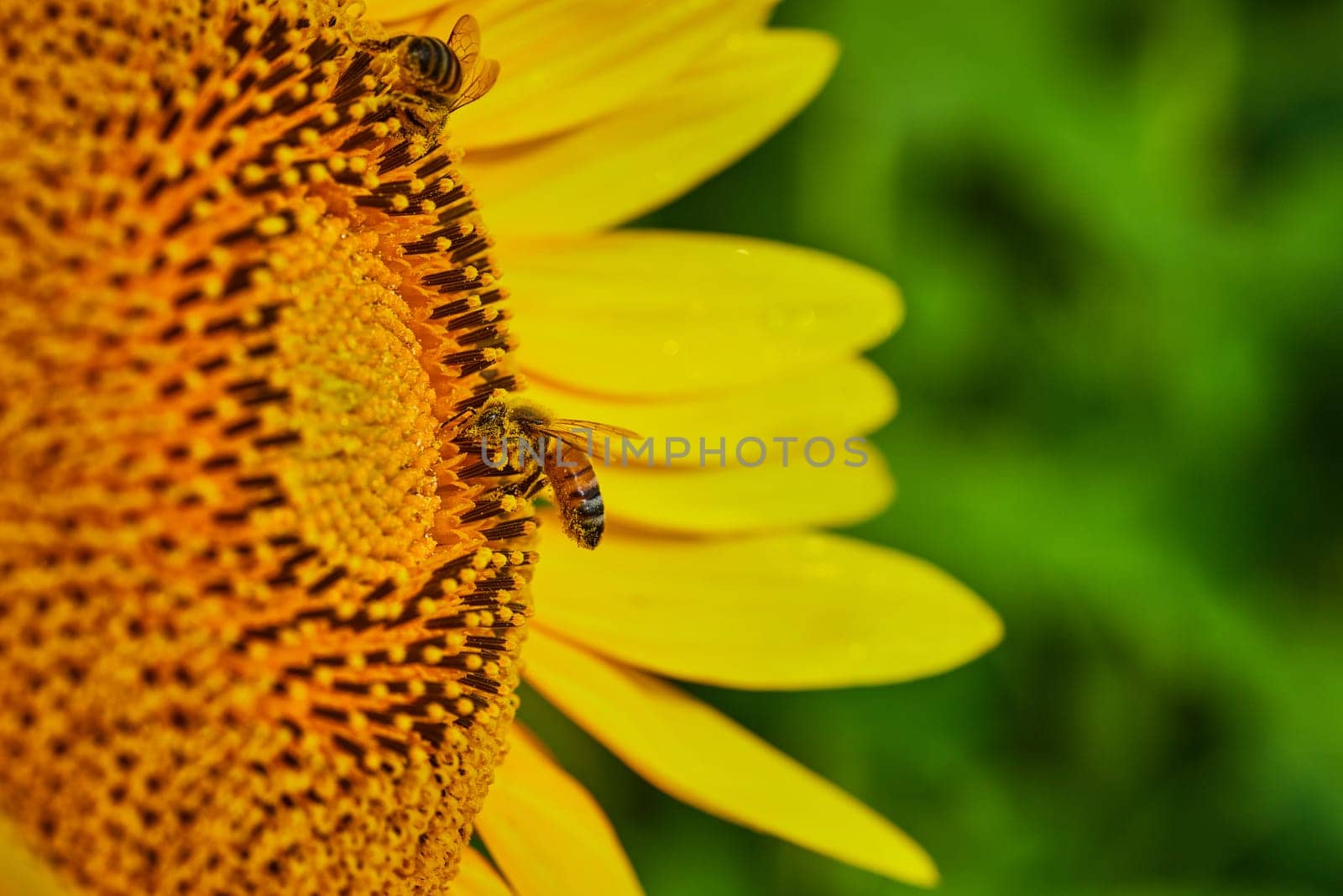 Image of Macro of two bees pollinating center of yellow sunflower with blurry green background
