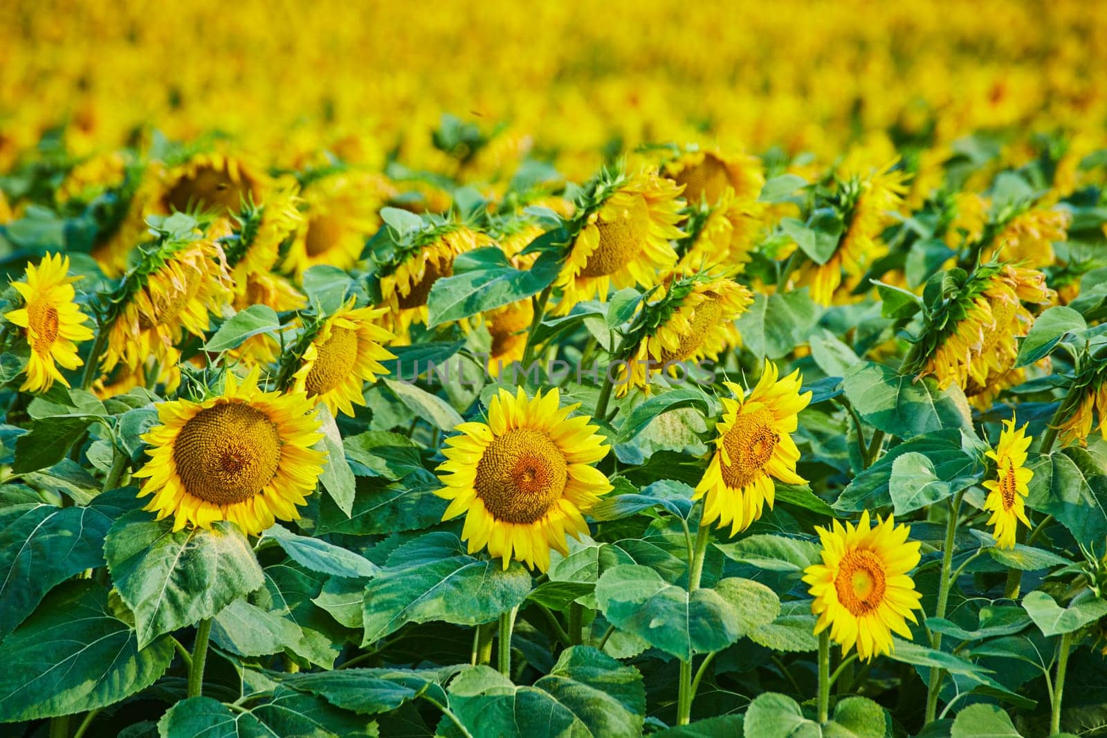 Image of Close up of large sunflower field with blurry yellow flowers behind first rows