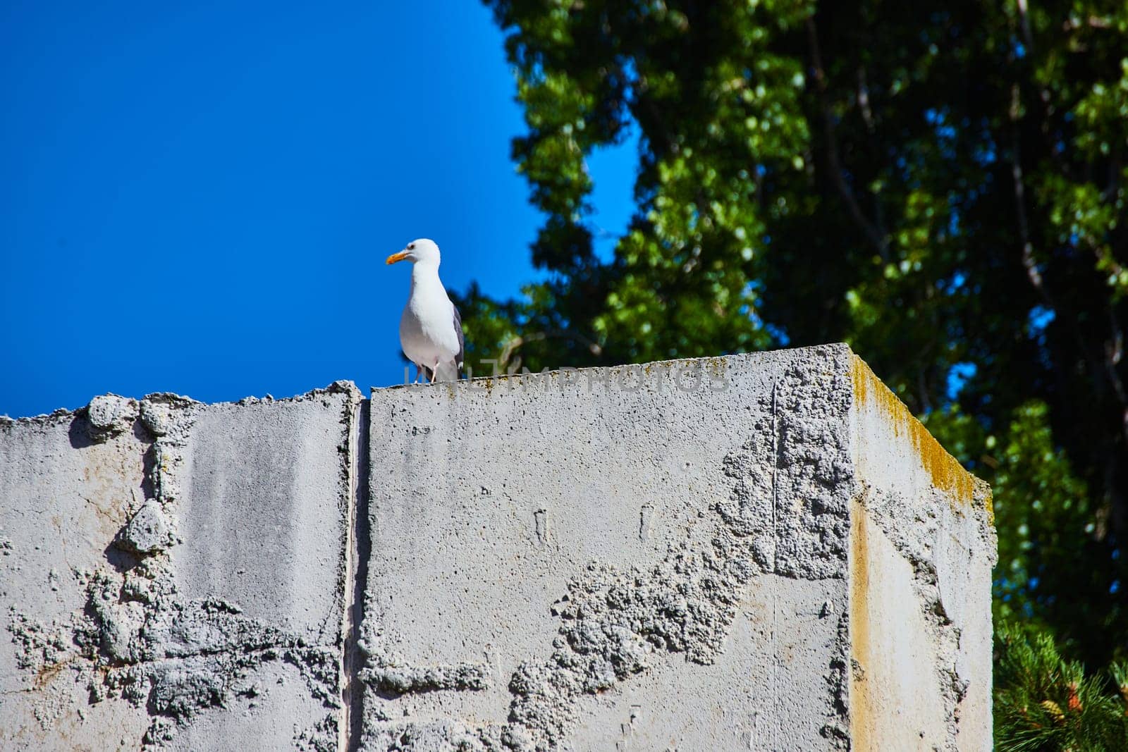 Lone seagull stands atop corner piece of textured concrete block with tree and blue sky background by njproductions