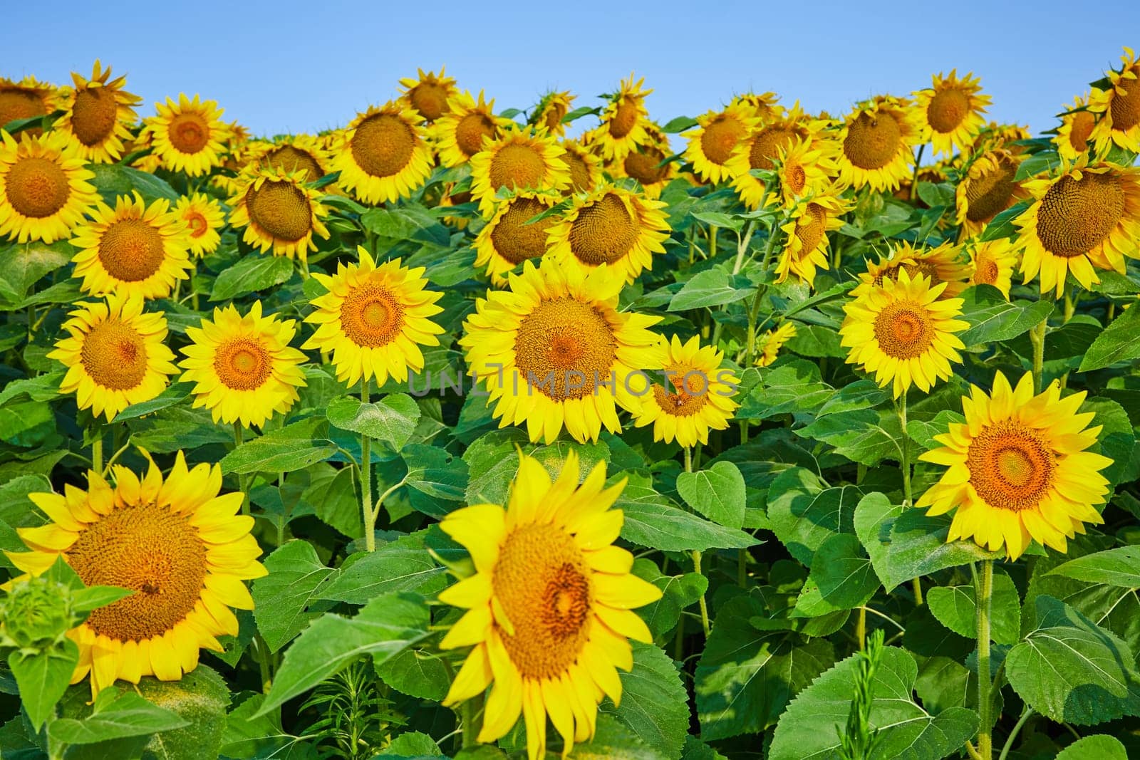 Image of Close up view of a field of yellow sunflowers facing forward with blue sky overhead