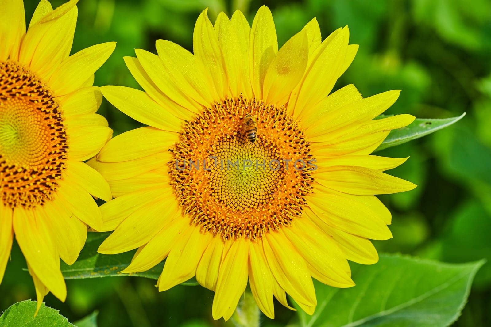 Image of Close up of bee pollinating center of large yellow sunflower